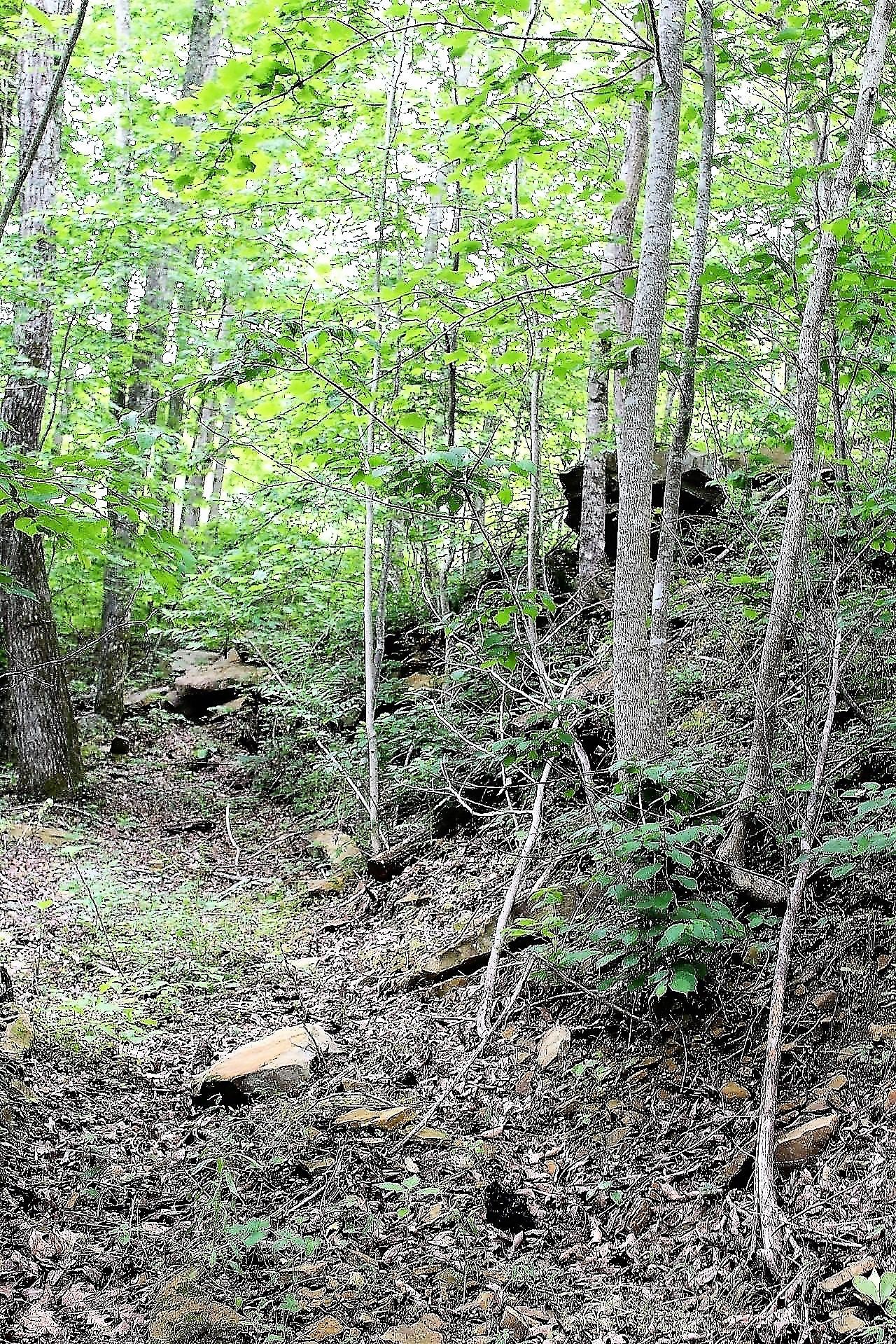 Old Mill Creek Road Monterey, TN 38574 - Photo 6 of 21 6