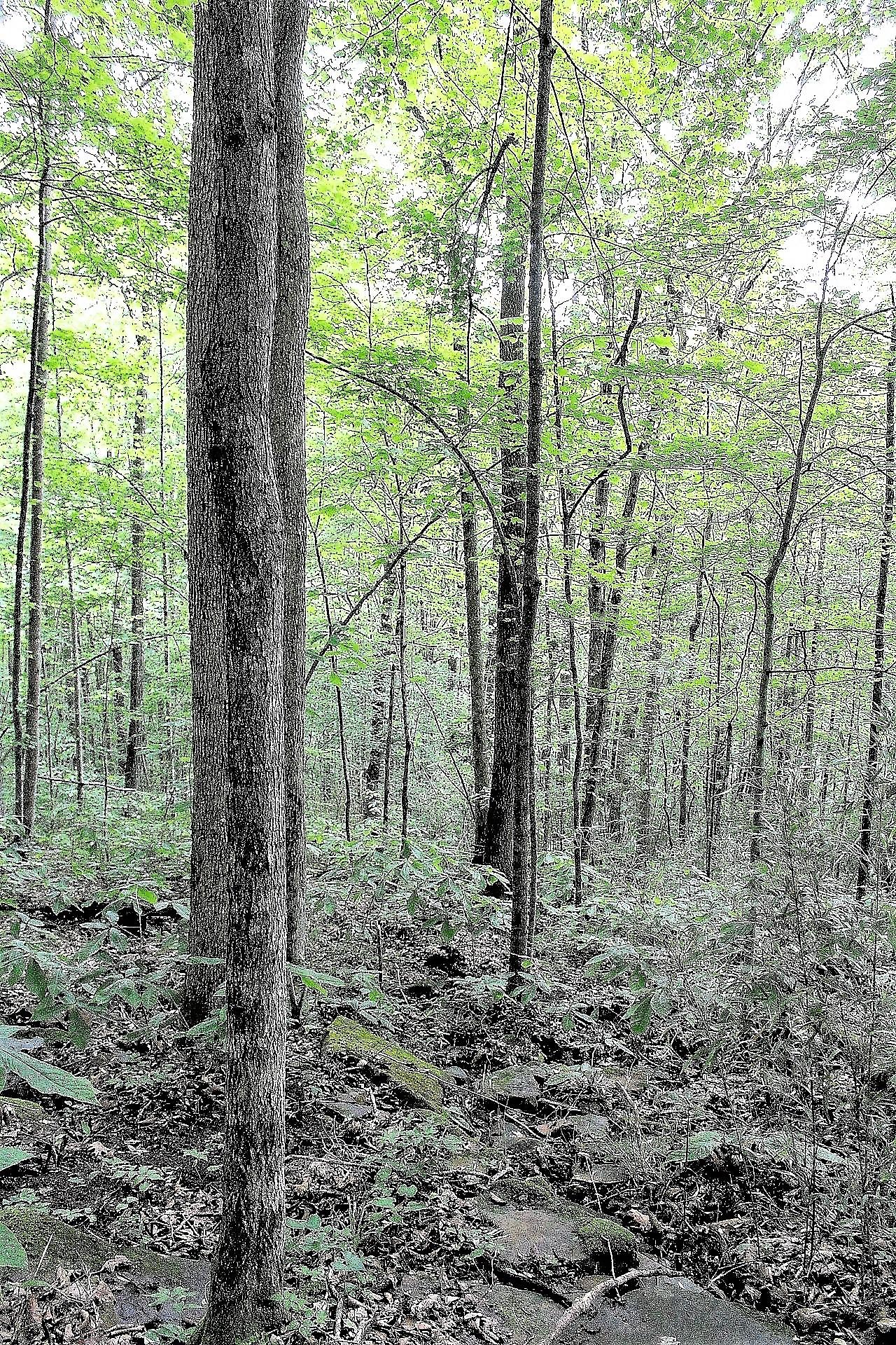 Old Mill Creek Road Monterey, TN 38574 - Photo 9 of 21 9