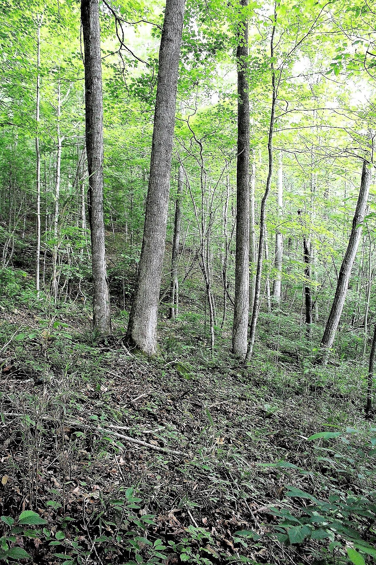 Old Mill Creek Road Monterey, TN 38574 - Photo 10 of 21 10
