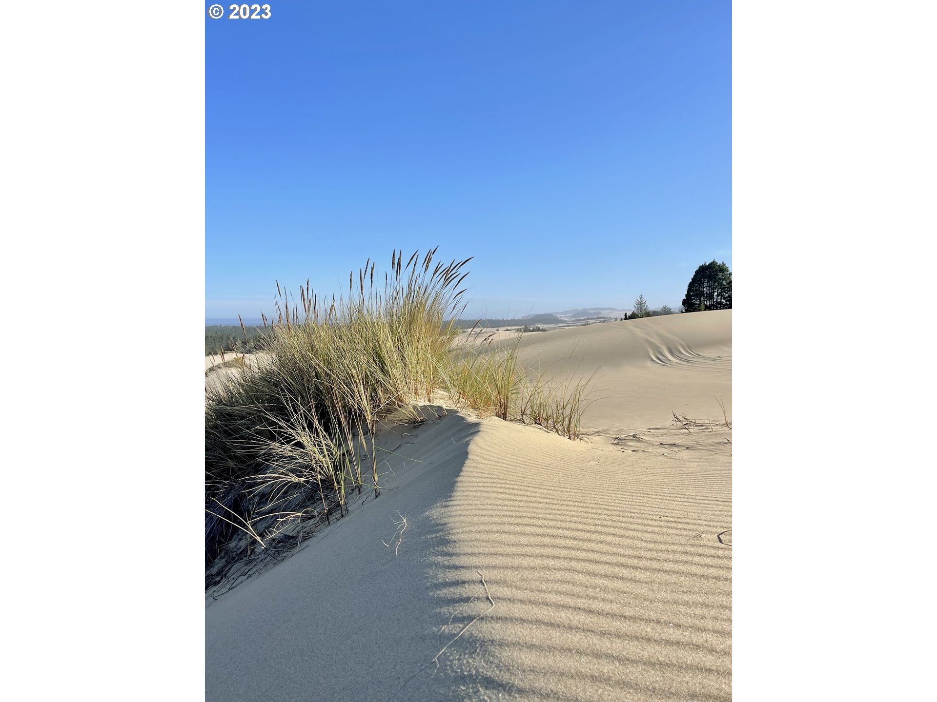 0 Clear Lake North Bend, OR 97459 - Photo 21 of 41 a view of potted plants with sky view