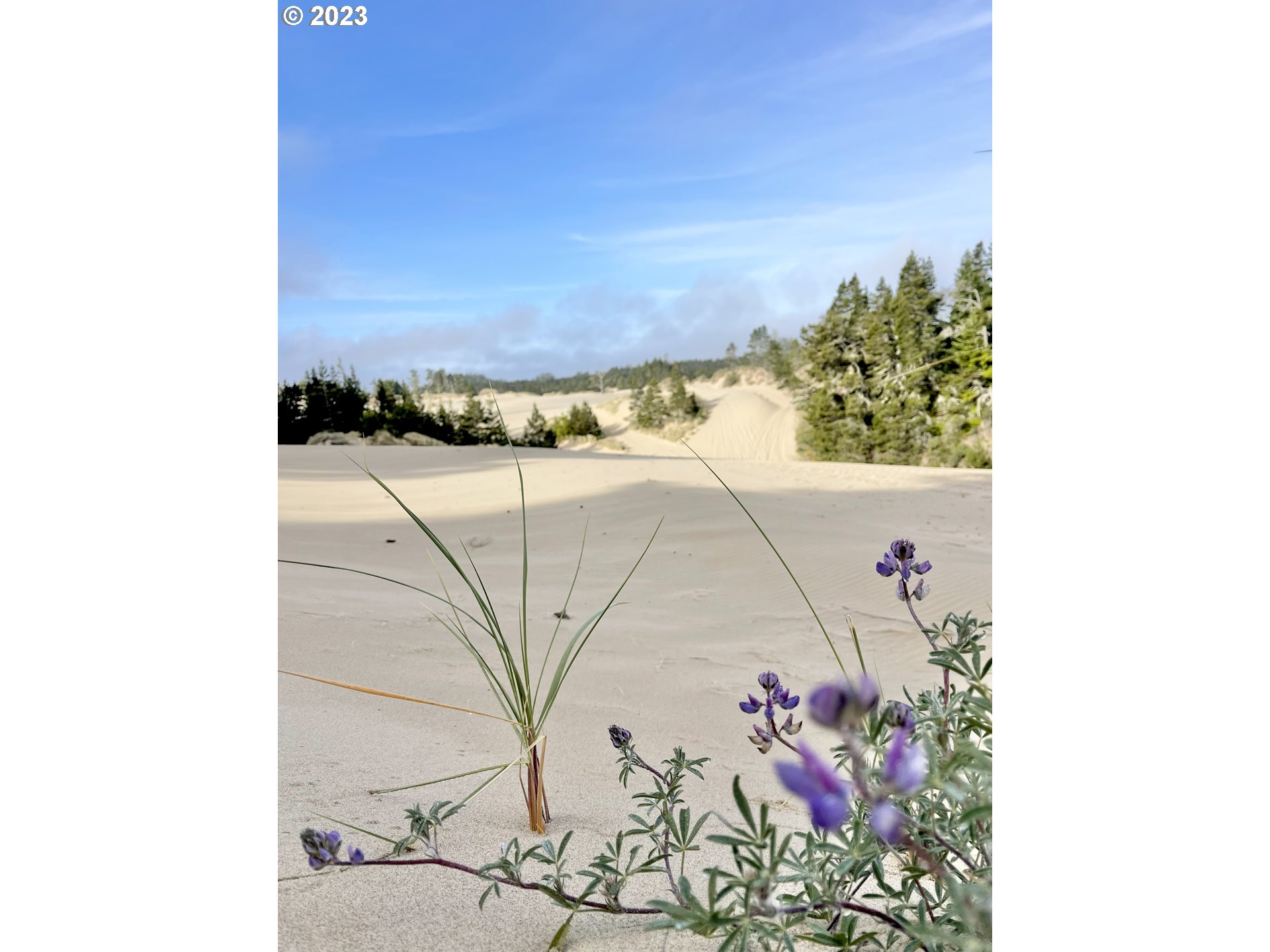 0 Clear Lake North Bend, OR 97459 - Photo 7 of 41 a picture of a couple of flower plants