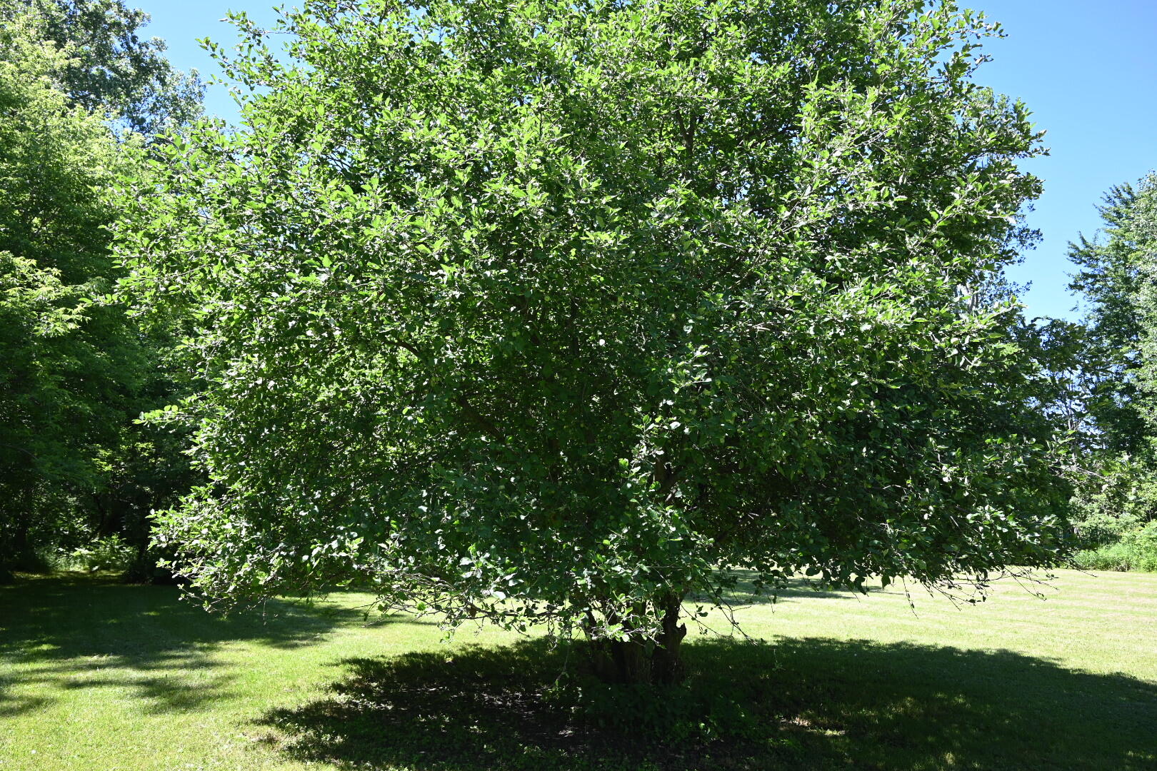 20495 West Cupp Road Elsie, MI 48831 - Photo 36 of 62 apple tree back yard