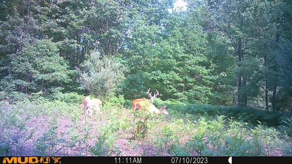 20495 West Cupp Road Elsie, MI 48831 - Photo 48 of 62 imagejpeg_0 (1)