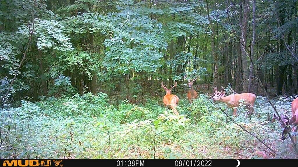 20495 West Cupp Road Elsie, MI 48831 - Photo 49 of 62 imagejpeg_0 (2)