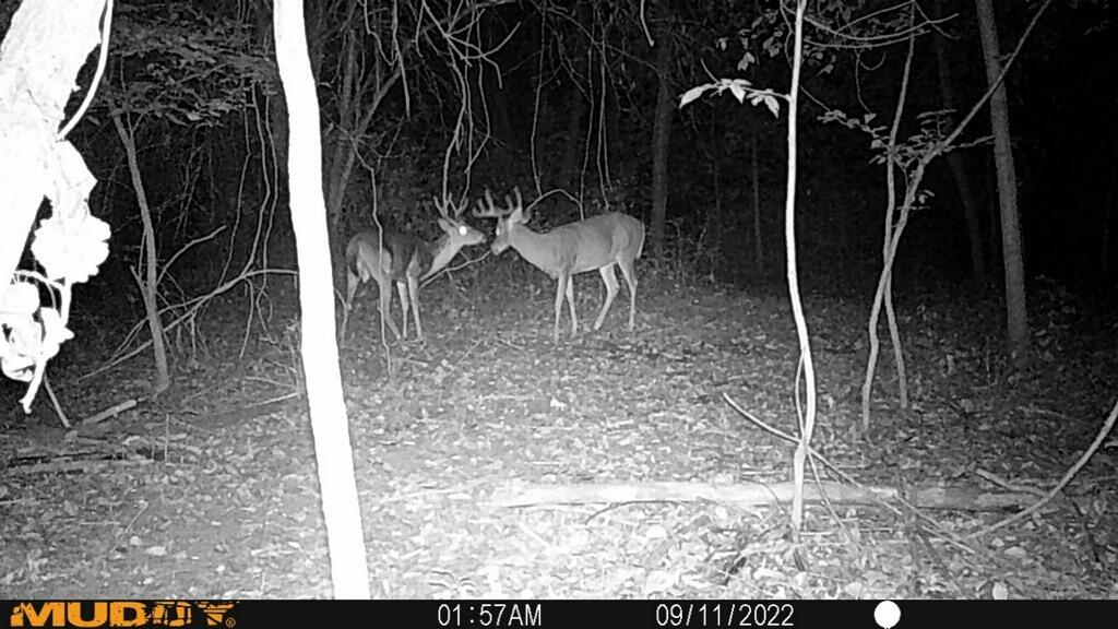 20495 West Cupp Road Elsie, MI 48831 - Photo 51 of 62 imagejpeg_1 (1)