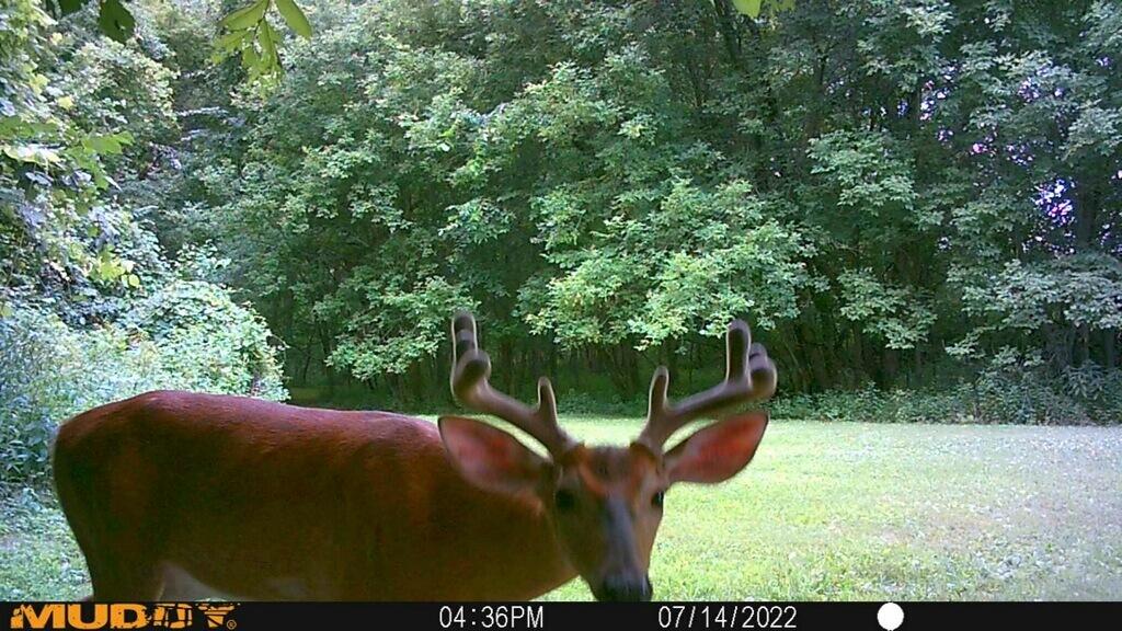 20495 West Cupp Road Elsie, MI 48831 - Photo 52 of 62 imagejpeg_1 (2)