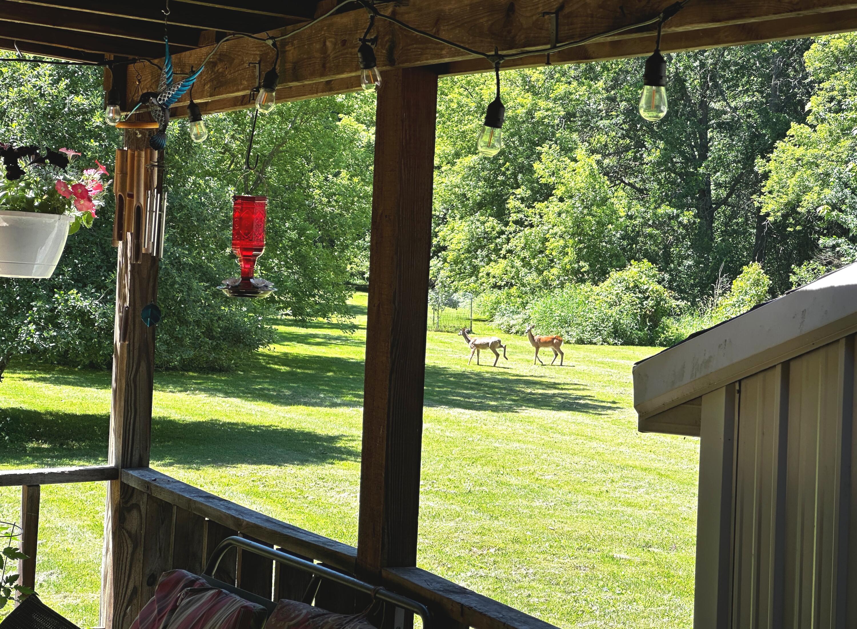 20495 West Cupp Road Elsie, MI 48831 - Photo 59 of 62 deer in back yard
