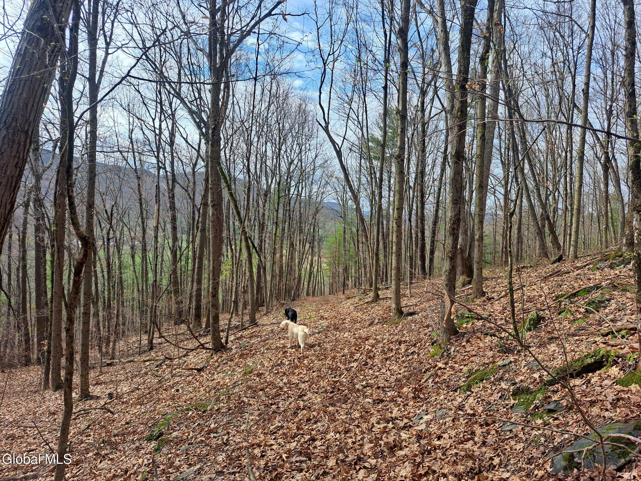 277 Breese Hollow Road Hoosick, NY 12089 - Photo 46 of 52 46 Dogs Phot-Bombing the Forest Pic