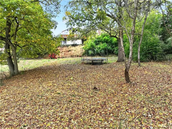 a view of a yard with plants and large trees