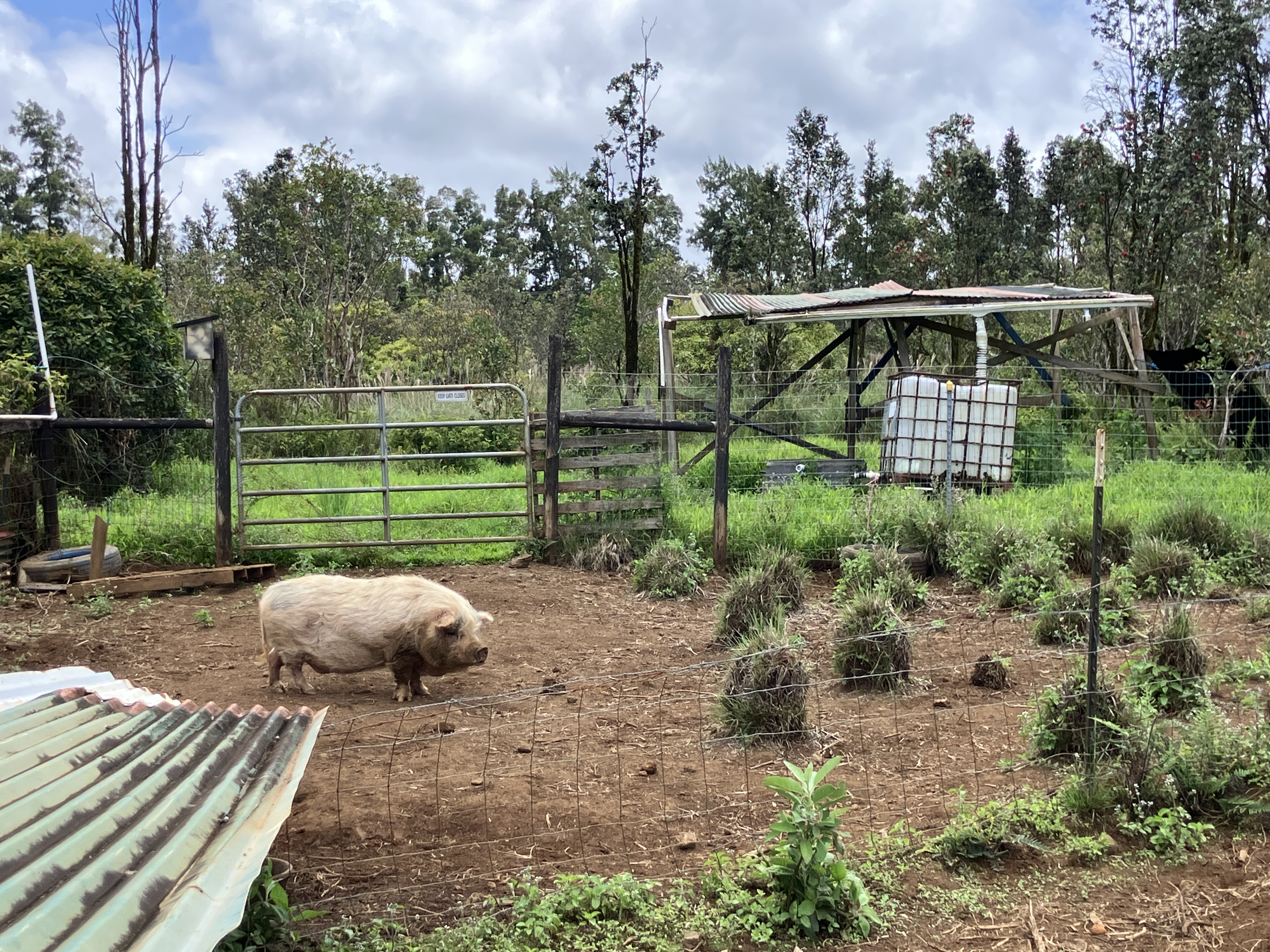 18-3746 South Kopua Road Mountain View, HI 96771 - Photo 21 of 30