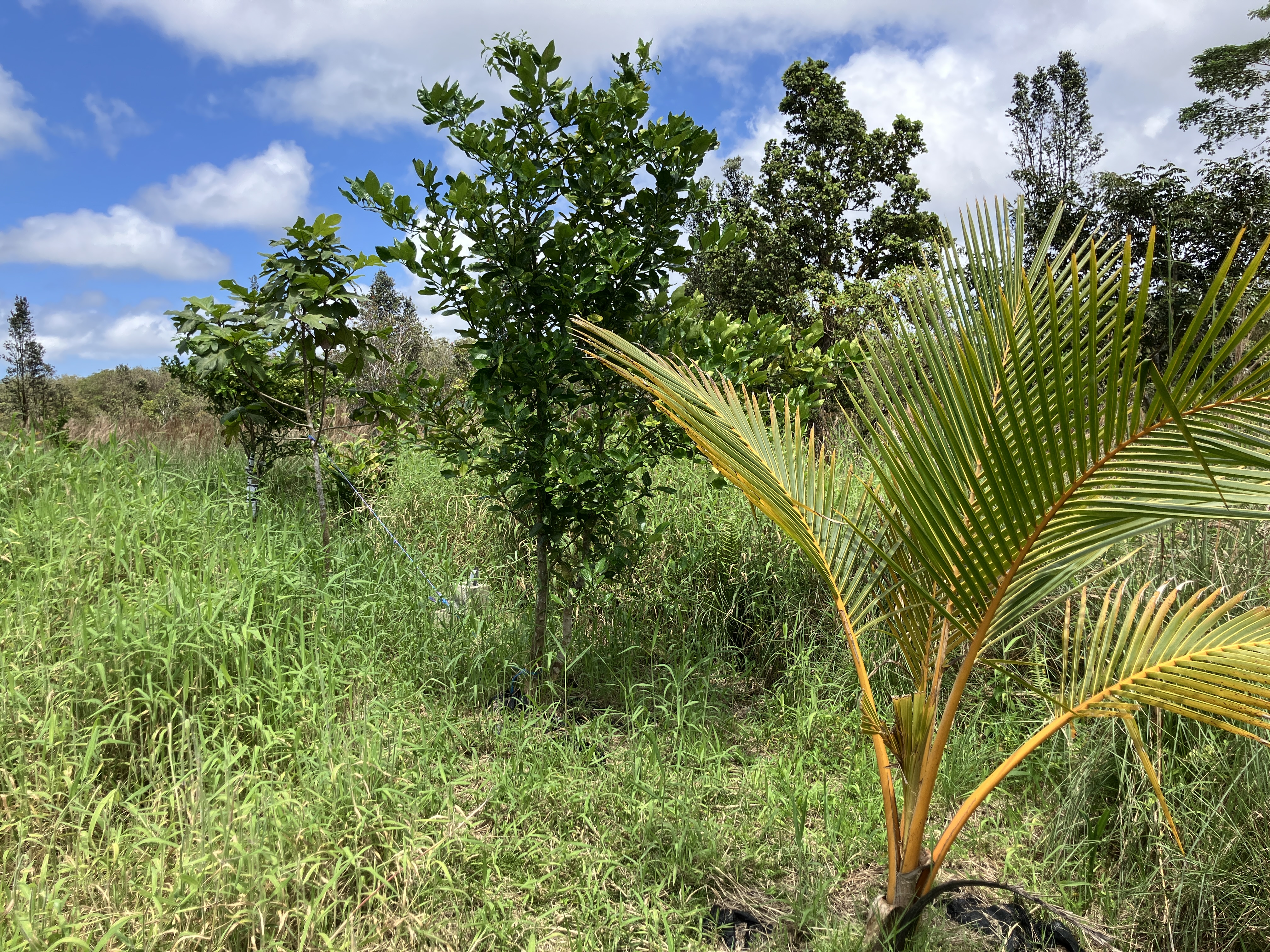 18-3746 South Kopua Road Mountain View, HI 96771 - Photo 27 of 30