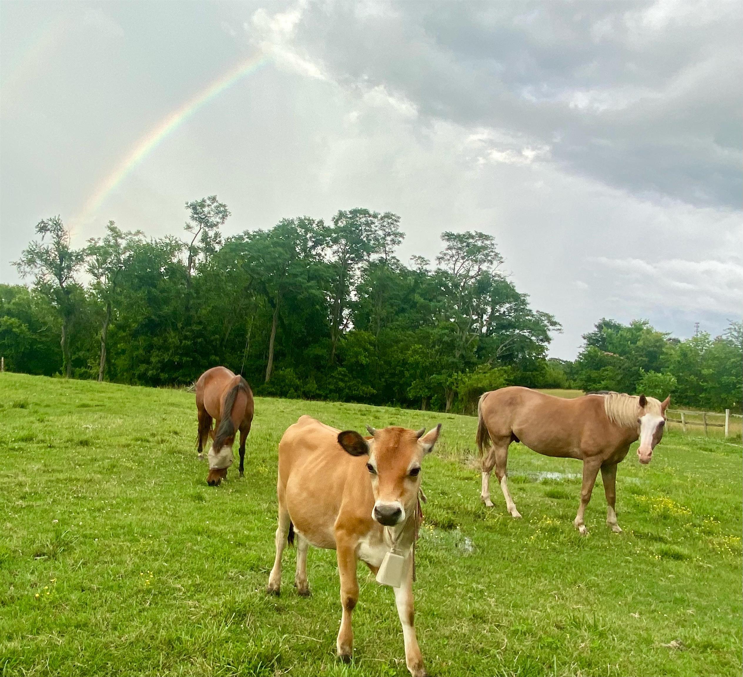 205 West Boundary Road Creal Springs, IL 62922 - Photo 9 of 25