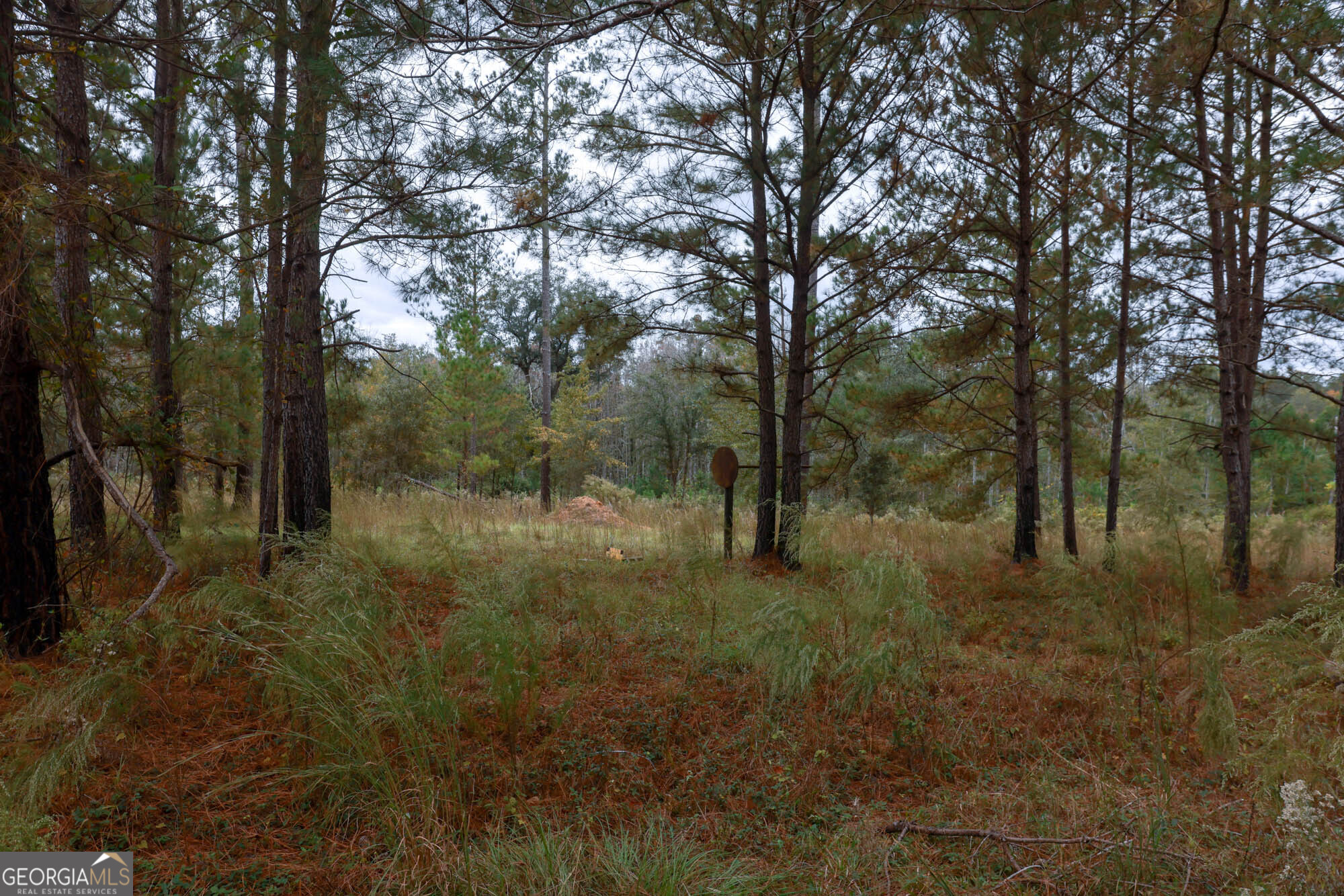 0 Hendrix Bridge Road Claxton, GA 30417 - Photo 16 of 19 a view of a forest with trees in the background