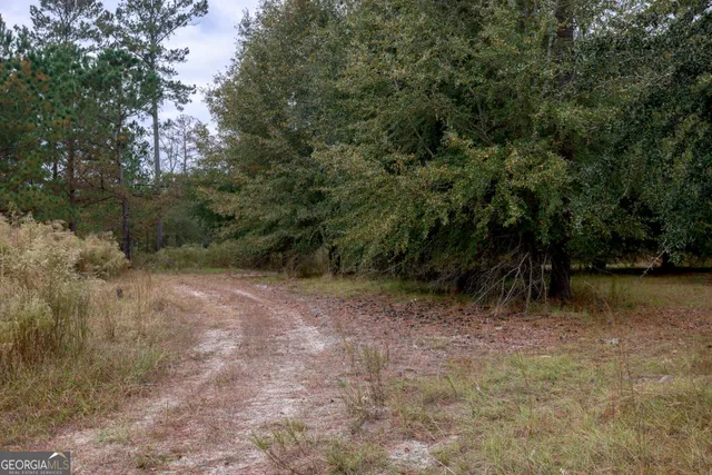 a view of a yard with trees