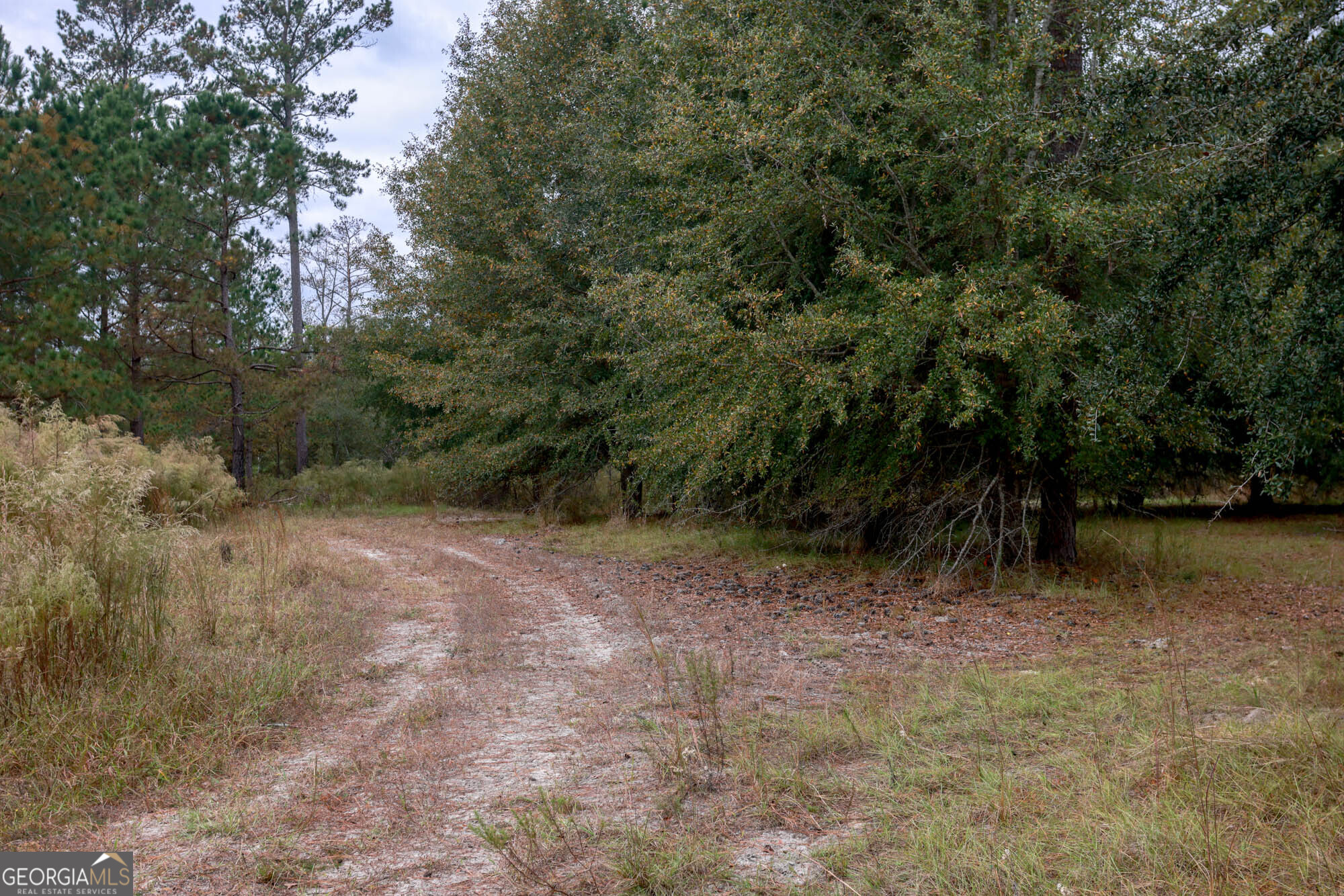 0 Hendrix Bridge Road Claxton, GA 30417 - Photo 18 of 19 a view of a yard with a tree
