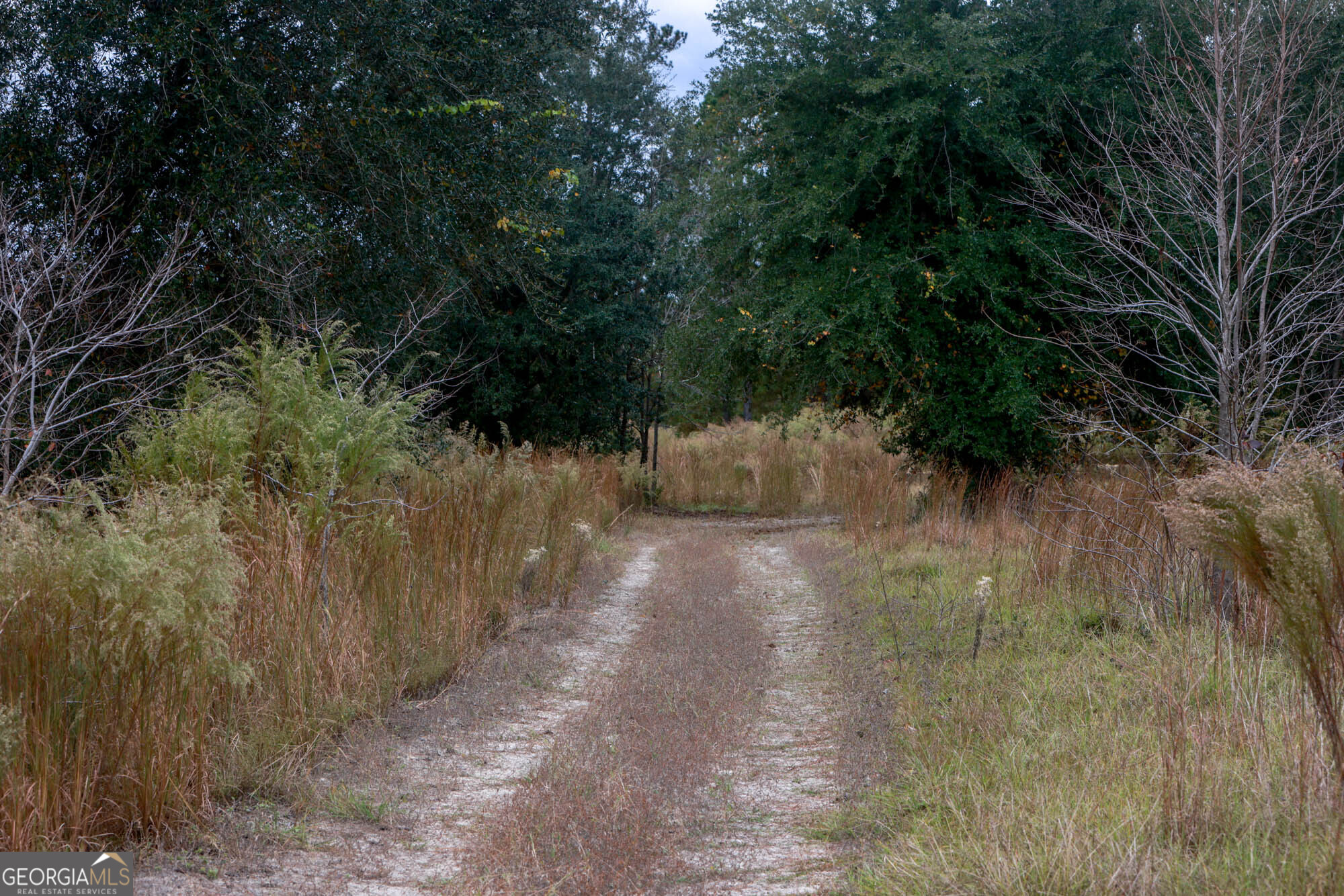 0 Hendrix Bridge Road Claxton, GA 30417 - Photo 19 of 19 a view of a yard with trees