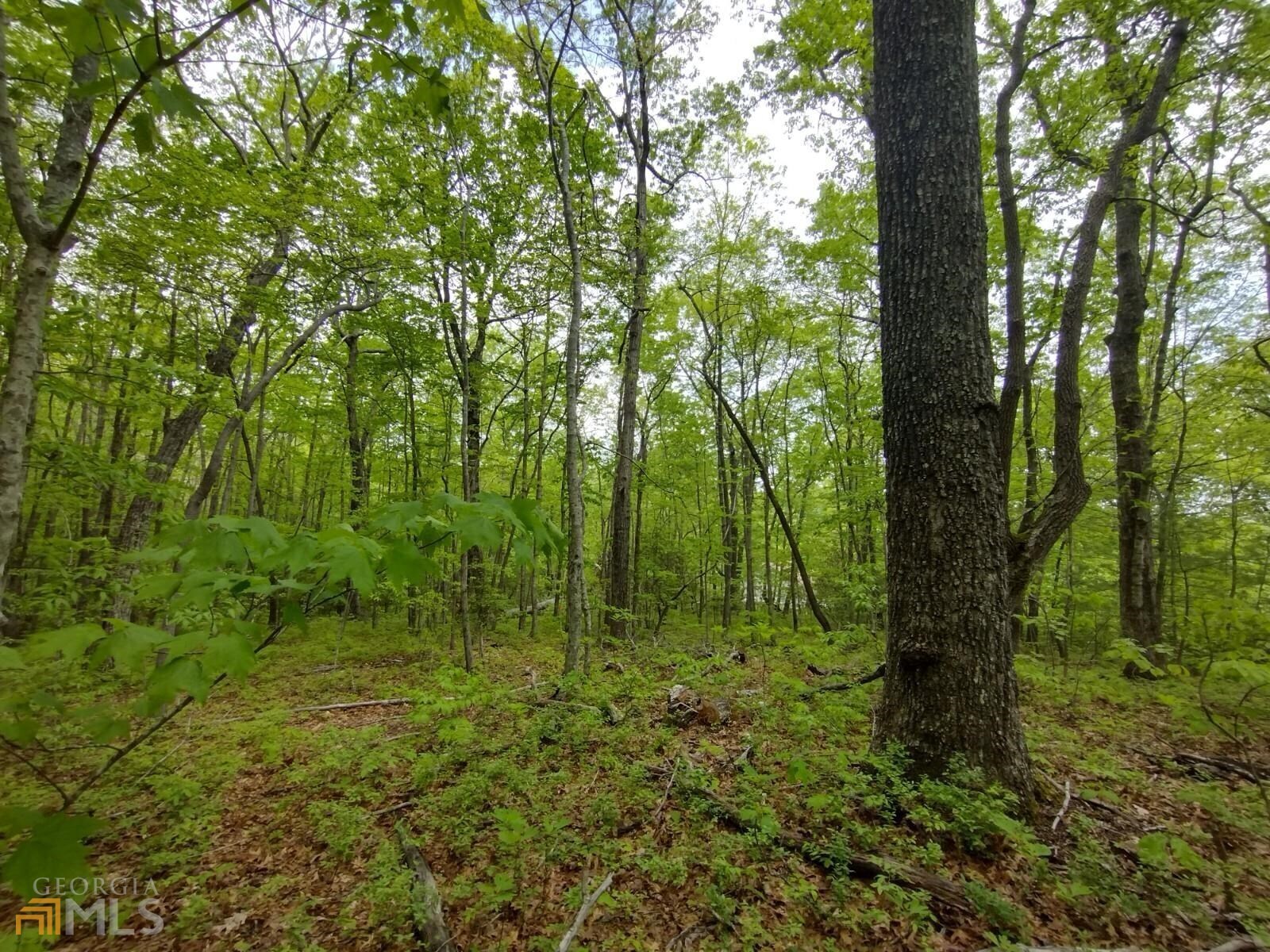 0 Coldstream Trail Jasper, GA 30143 - Photo 1 of 1 Gallery Image 1
