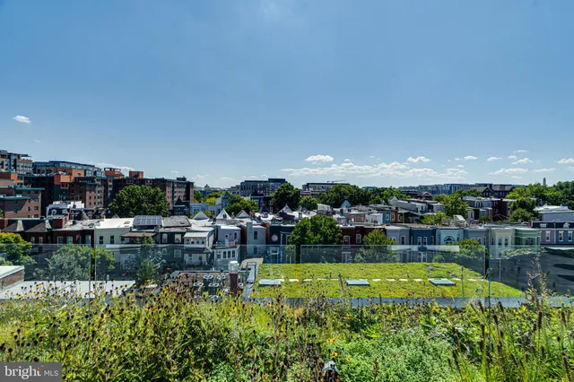 a view of a garden with plants and large trees