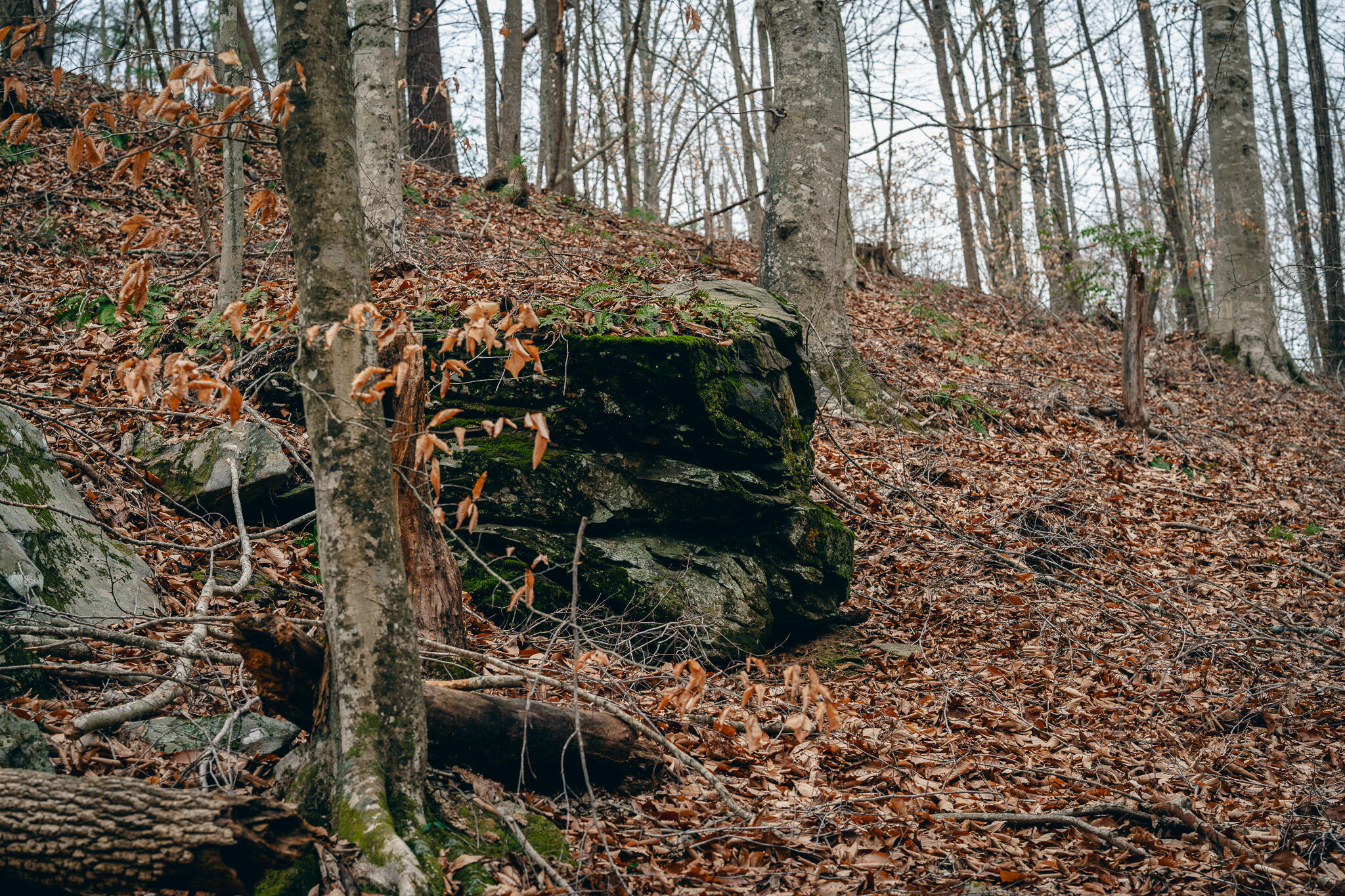 0 Pepper Road Rocky Mount, VA 24151 - Photo 10 of 11 Page-Pigg #10