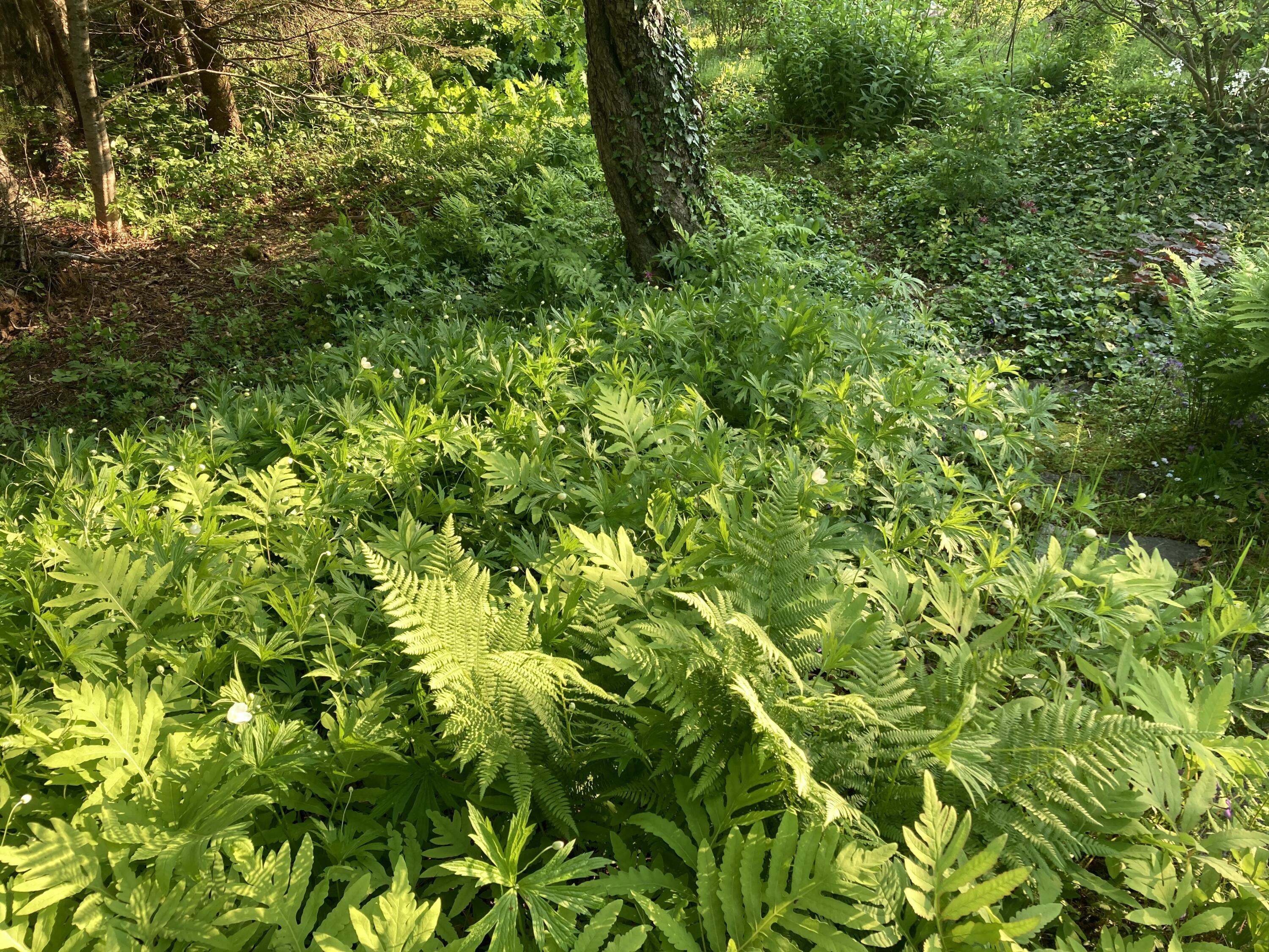 12 Bakers Point Road Steuben, ME 04680 - Photo 78 of 86 Early fern growth.