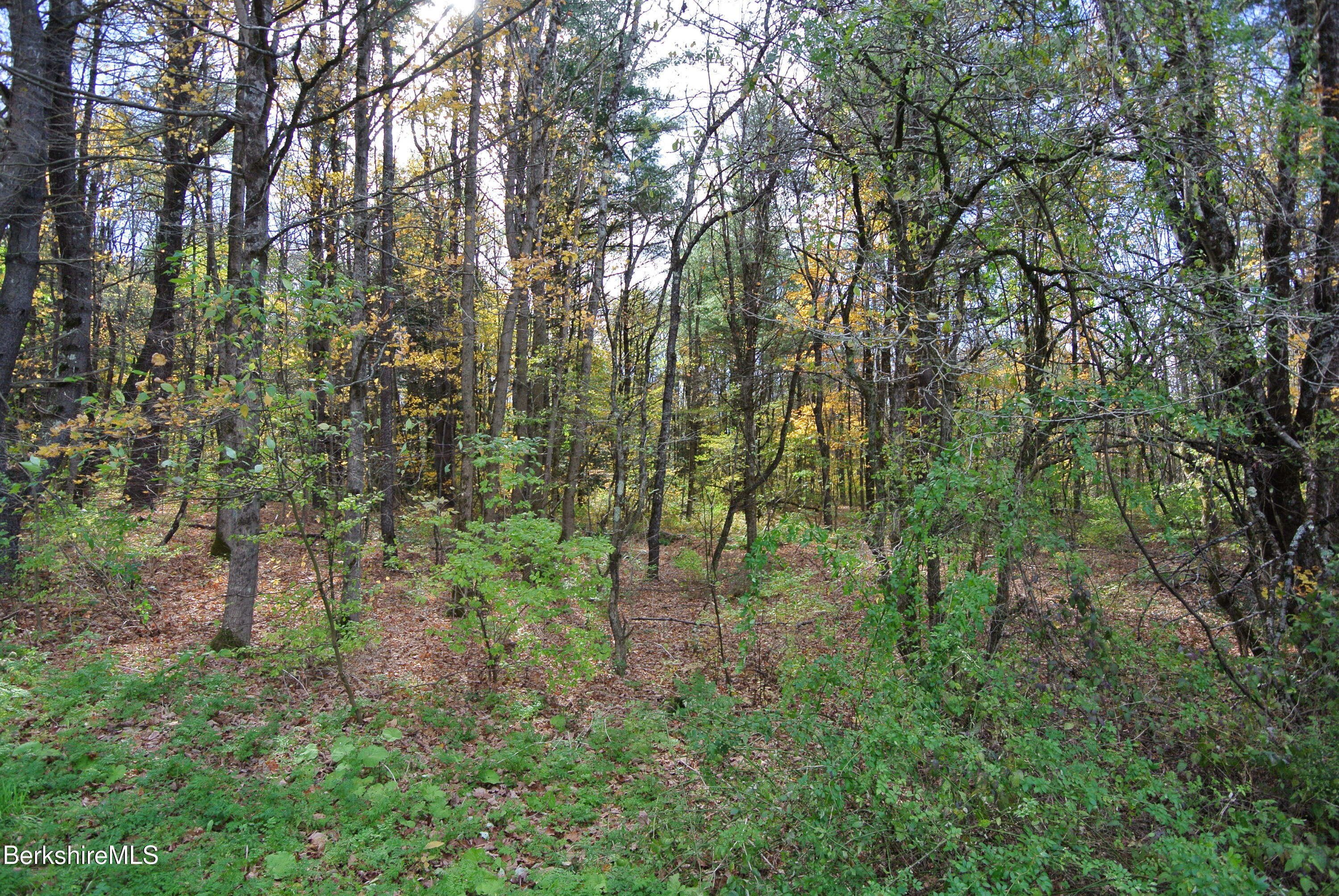 0 Furnace Road West Stockbridge, MA 01266 - Photo 3 of 3 a view of a forest with trees