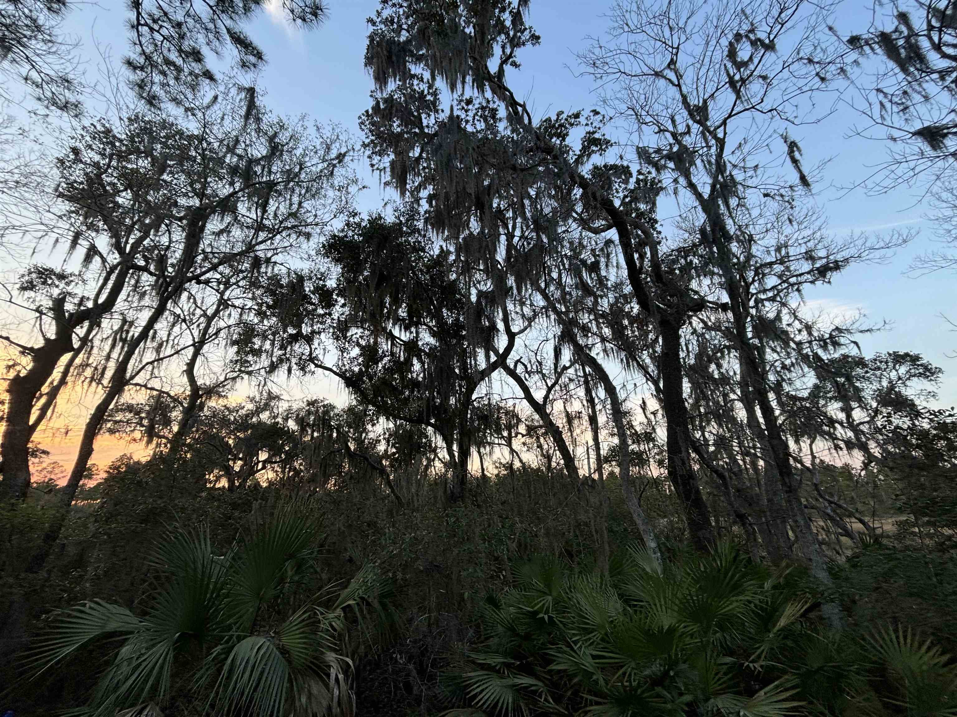 0 Pine Island Road St. Augustine, FL 32095 - Photo 11 of 39 View of undeveloped land