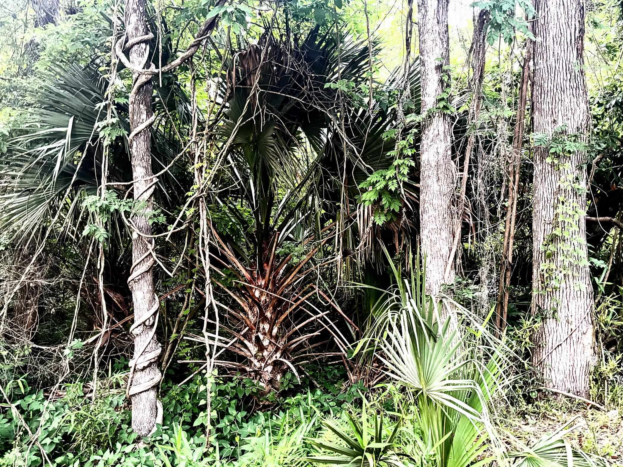 0 Pine Island Road St. Augustine, FL 32095 - Photo 13 of 39 View of local wilderness