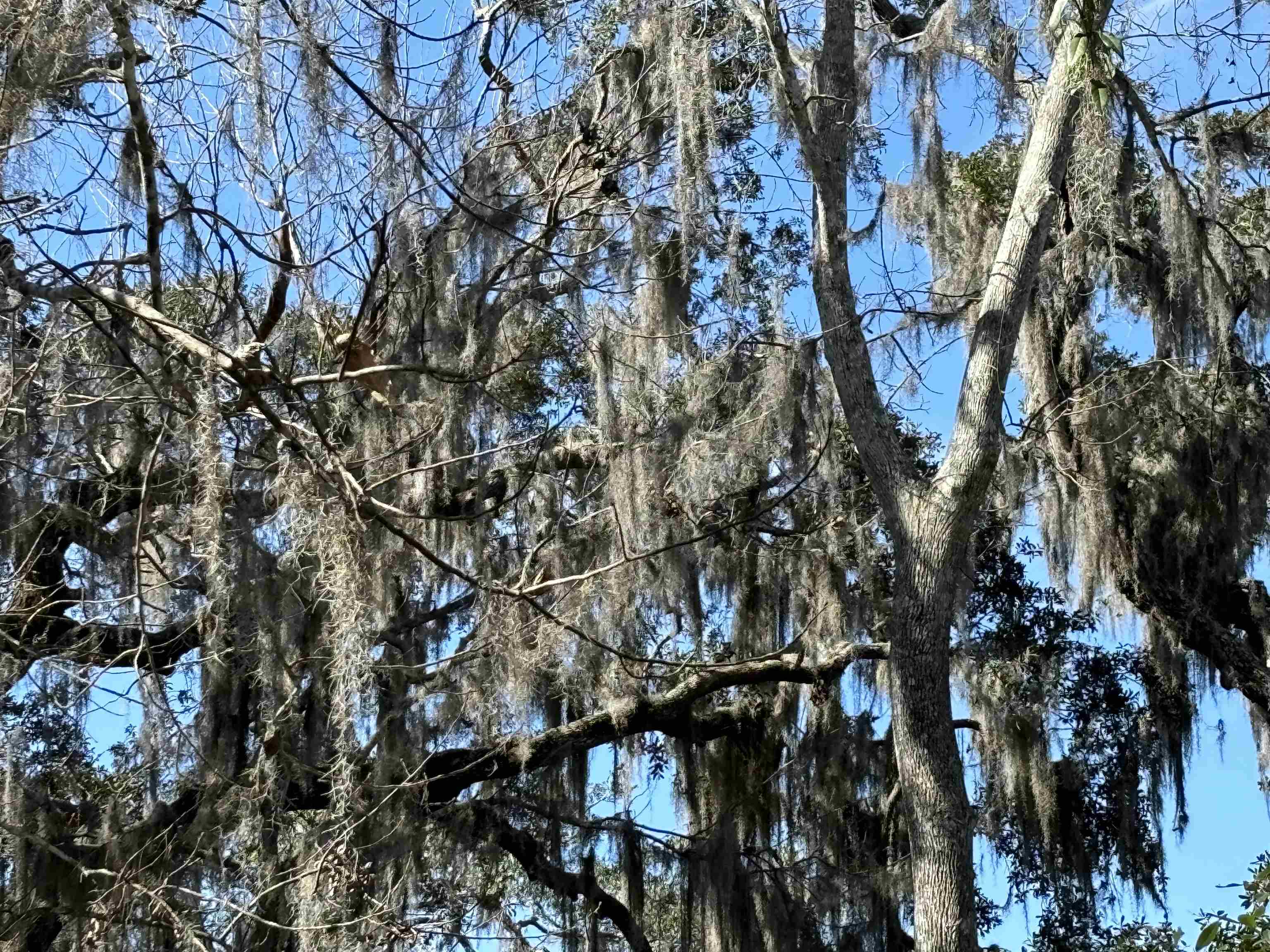 0 Pine Island Road St. Augustine, FL 32095 - Photo 15 of 39 View of local wilderness