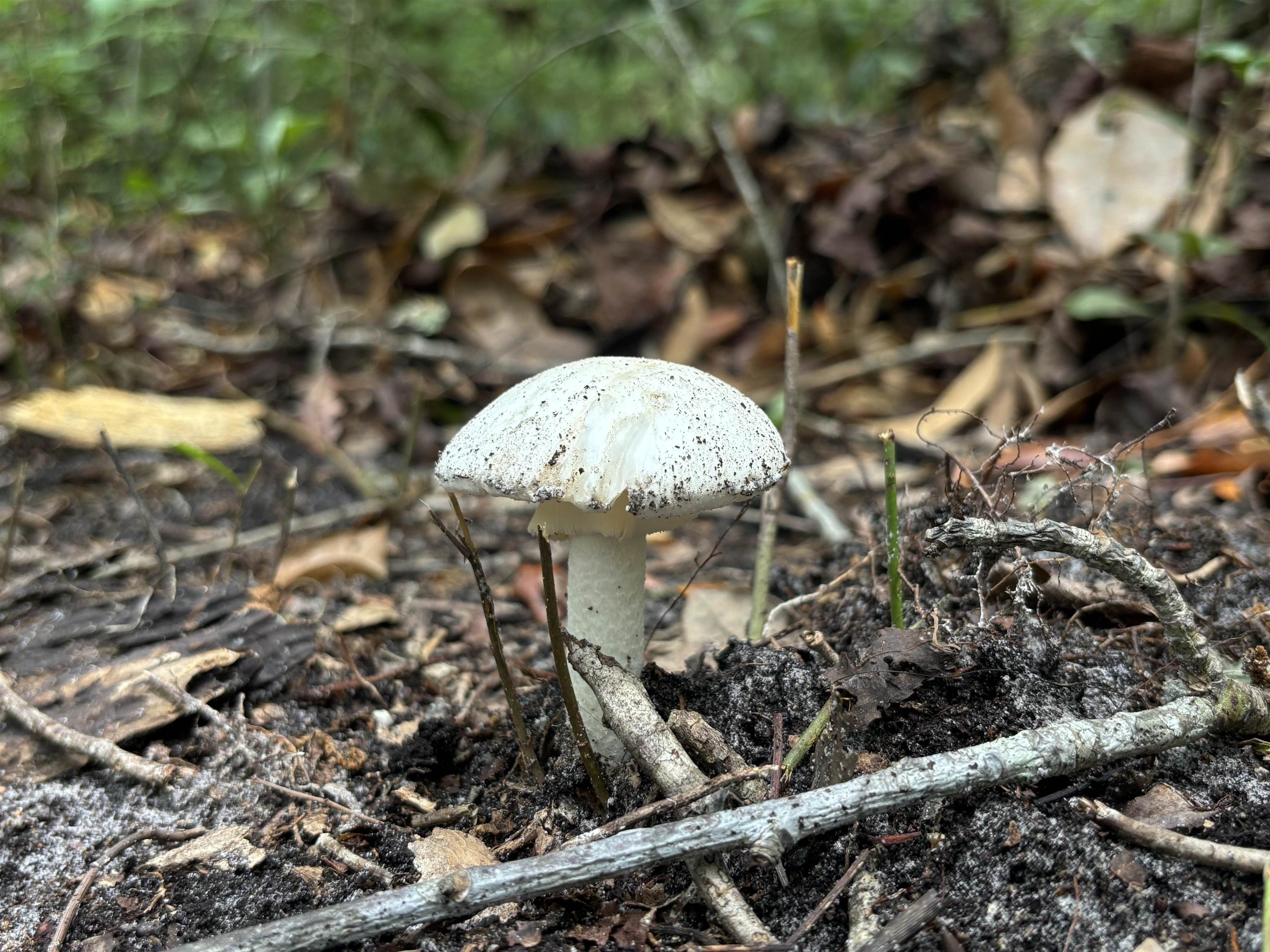 0 Pine Island Road St. Augustine, FL 32095 - Photo 16 of 39 Exterior view