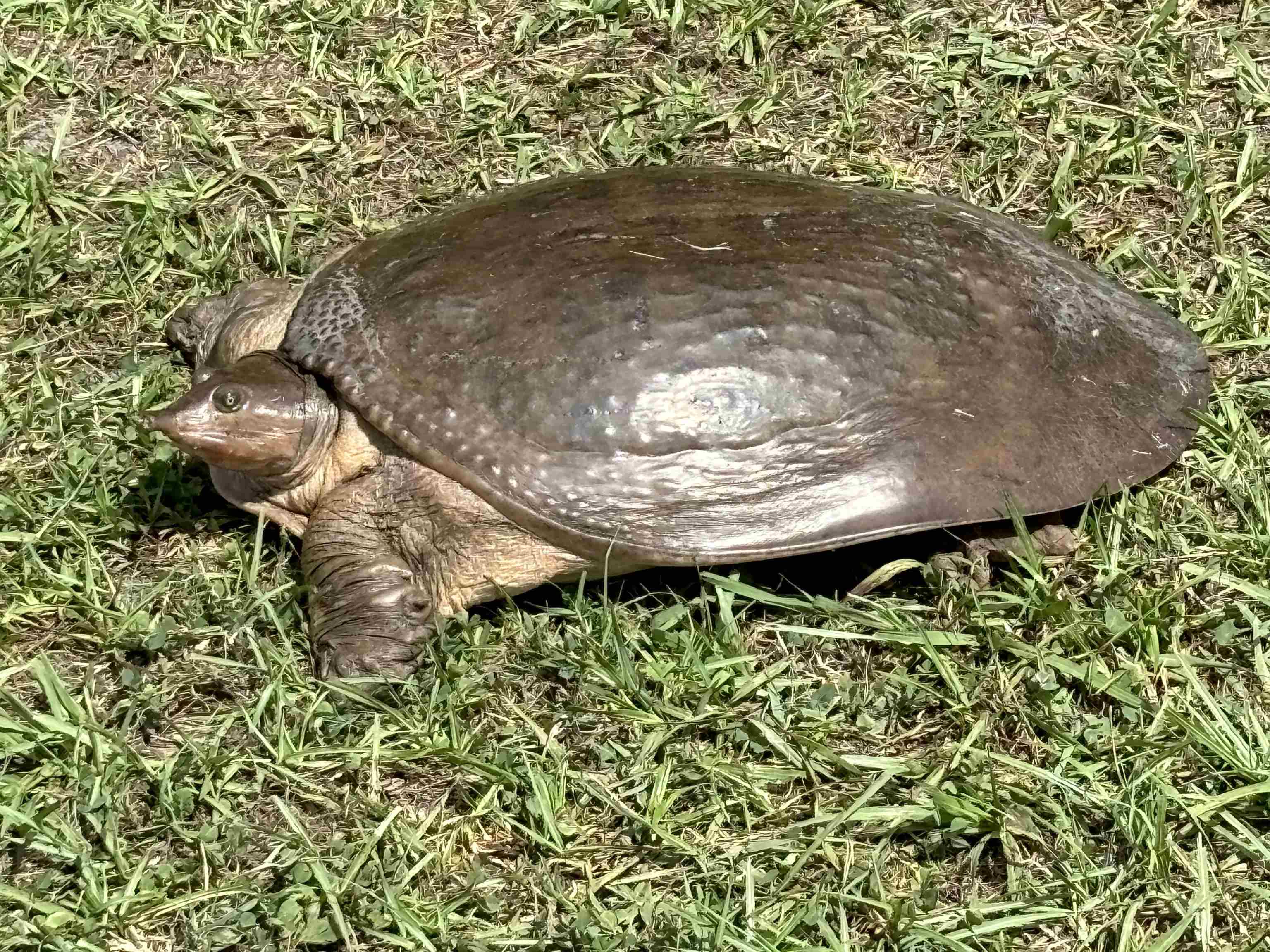 0 Pine Island Road St. Augustine, FL 32095 - Photo 17 of 39 Exterior view