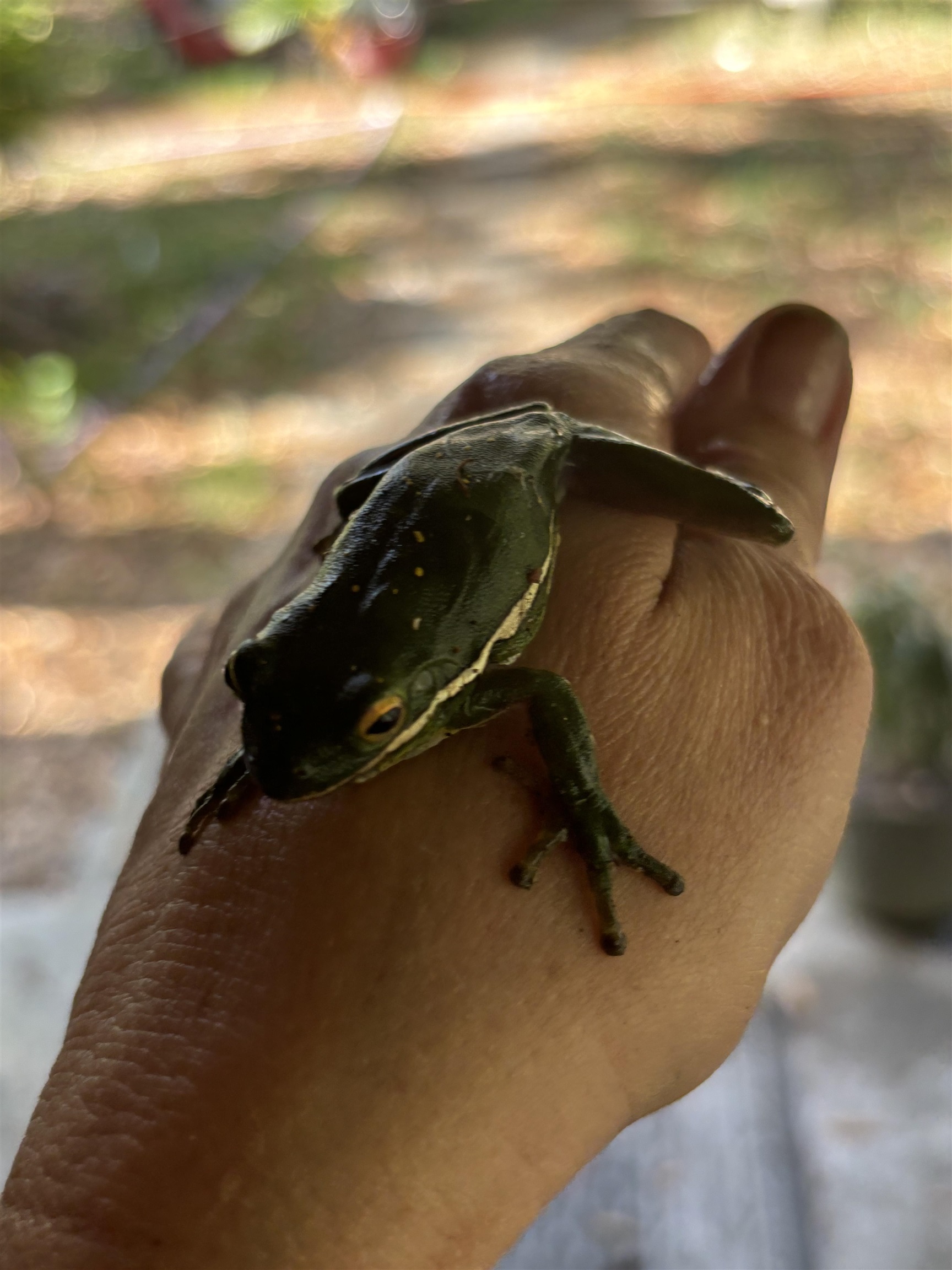 0 Pine Island Road St. Augustine, FL 32095 - Photo 18 of 39 Exterior view