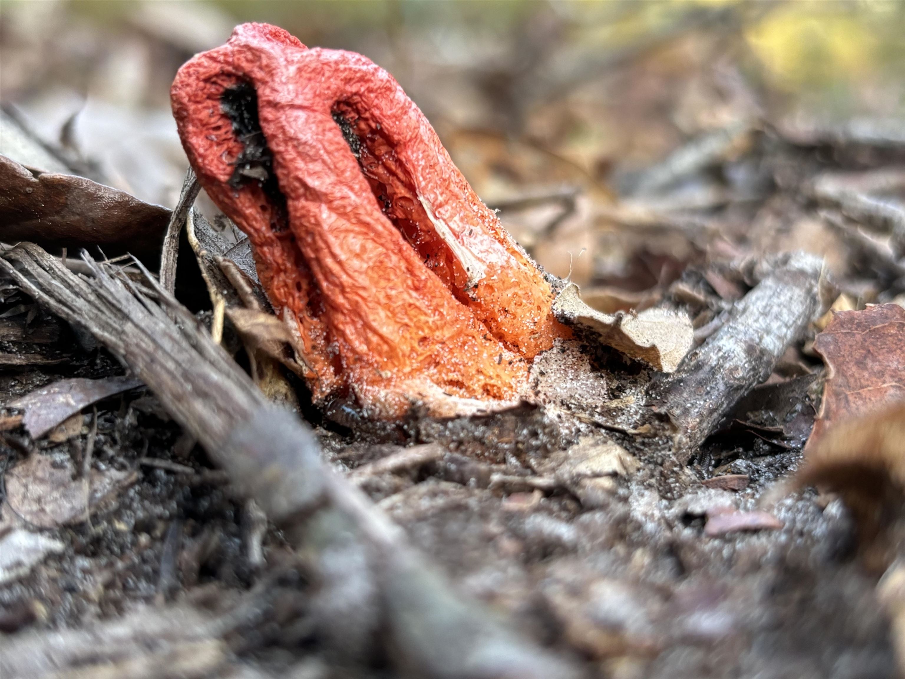 0 Pine Island Road St. Augustine, FL 32095 - Photo 19 of 39 Detailed view