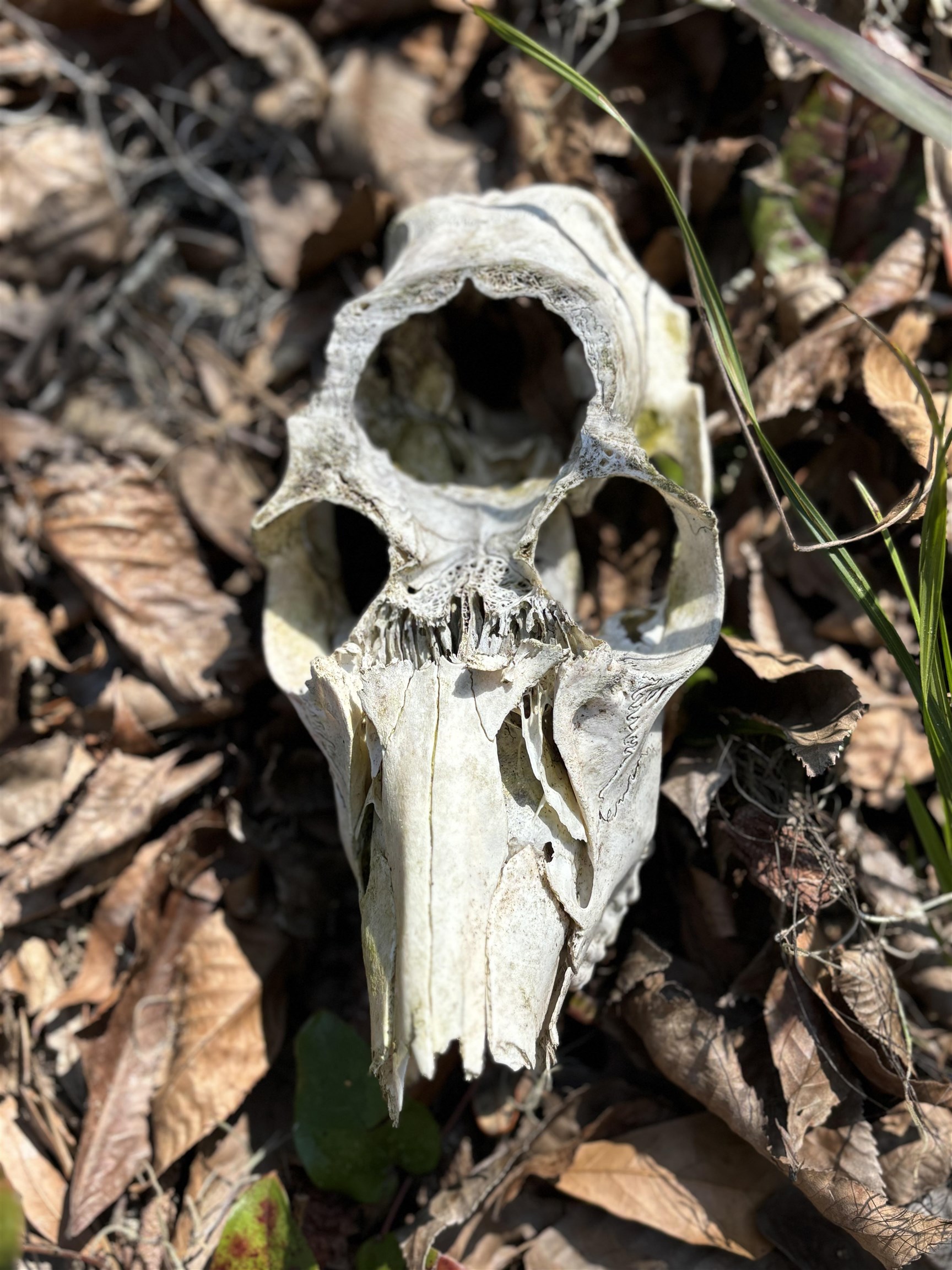 0 Pine Island Road St. Augustine, FL 32095 - Photo 20 of 39 Exterior view