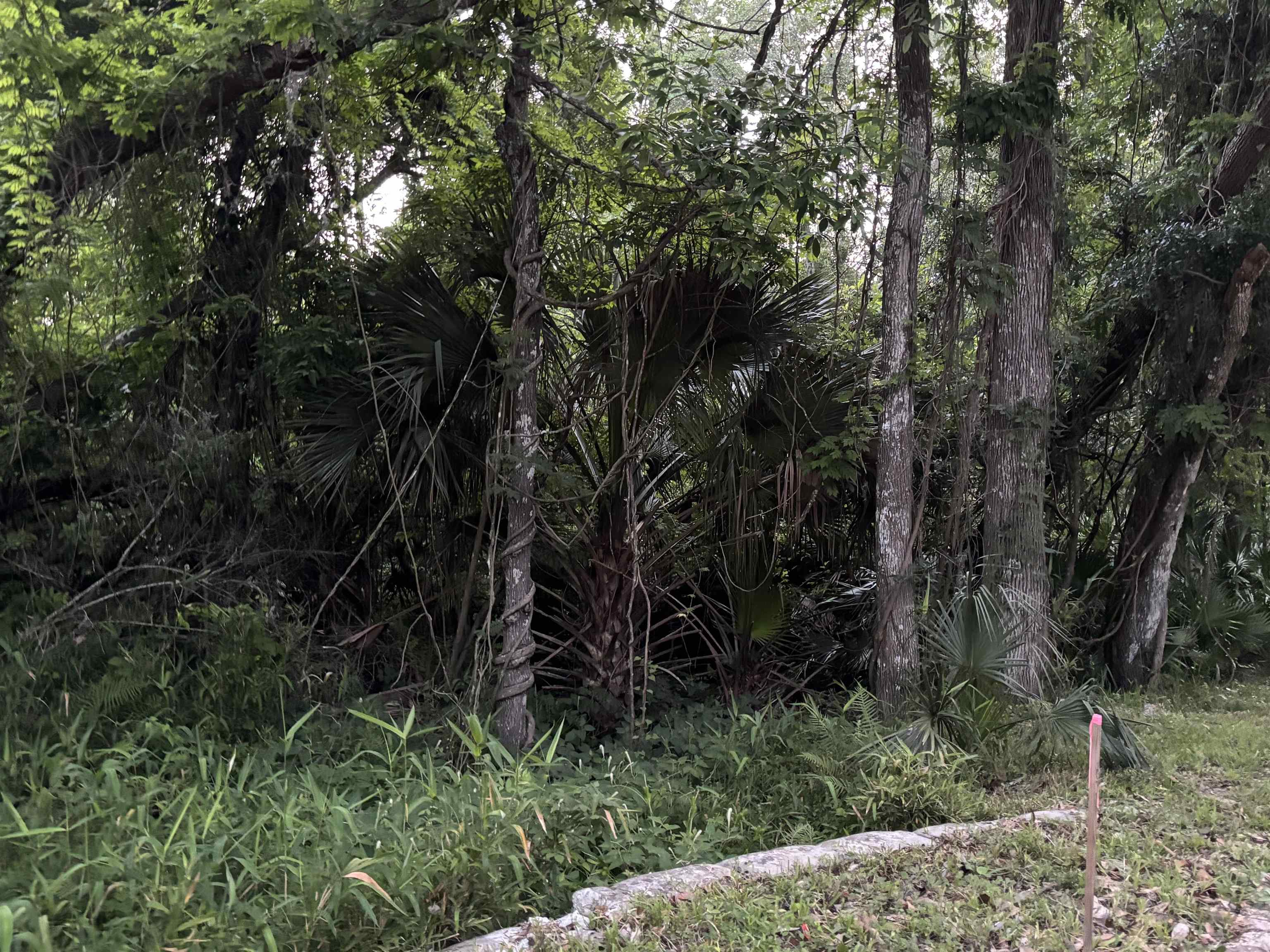 0 Pine Island Road St. Augustine, FL 32095 - Photo 21 of 39 View of undeveloped land