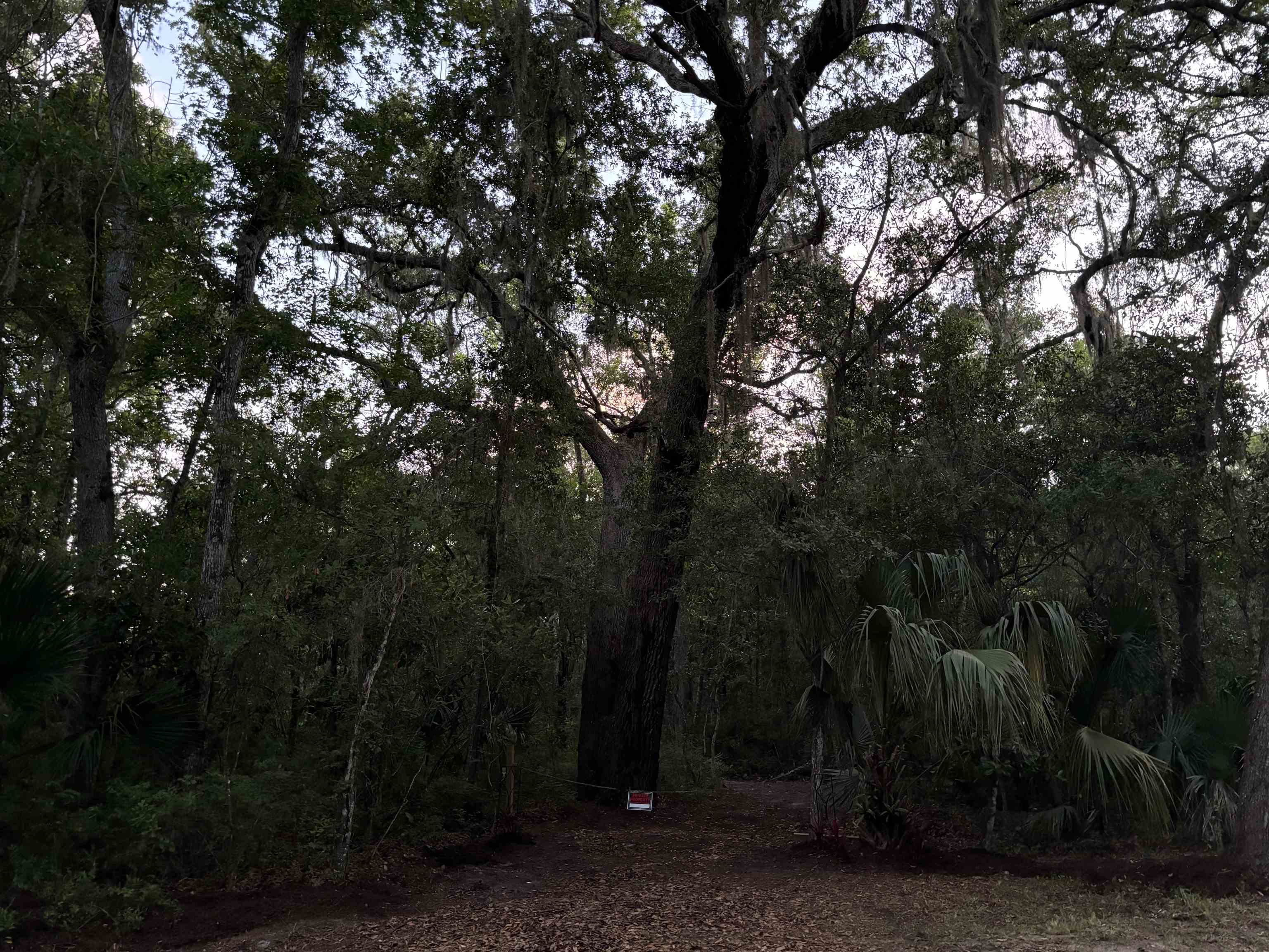 0 Pine Island Road St. Augustine, FL 32095 - Photo 22 of 39 View of local wilderness