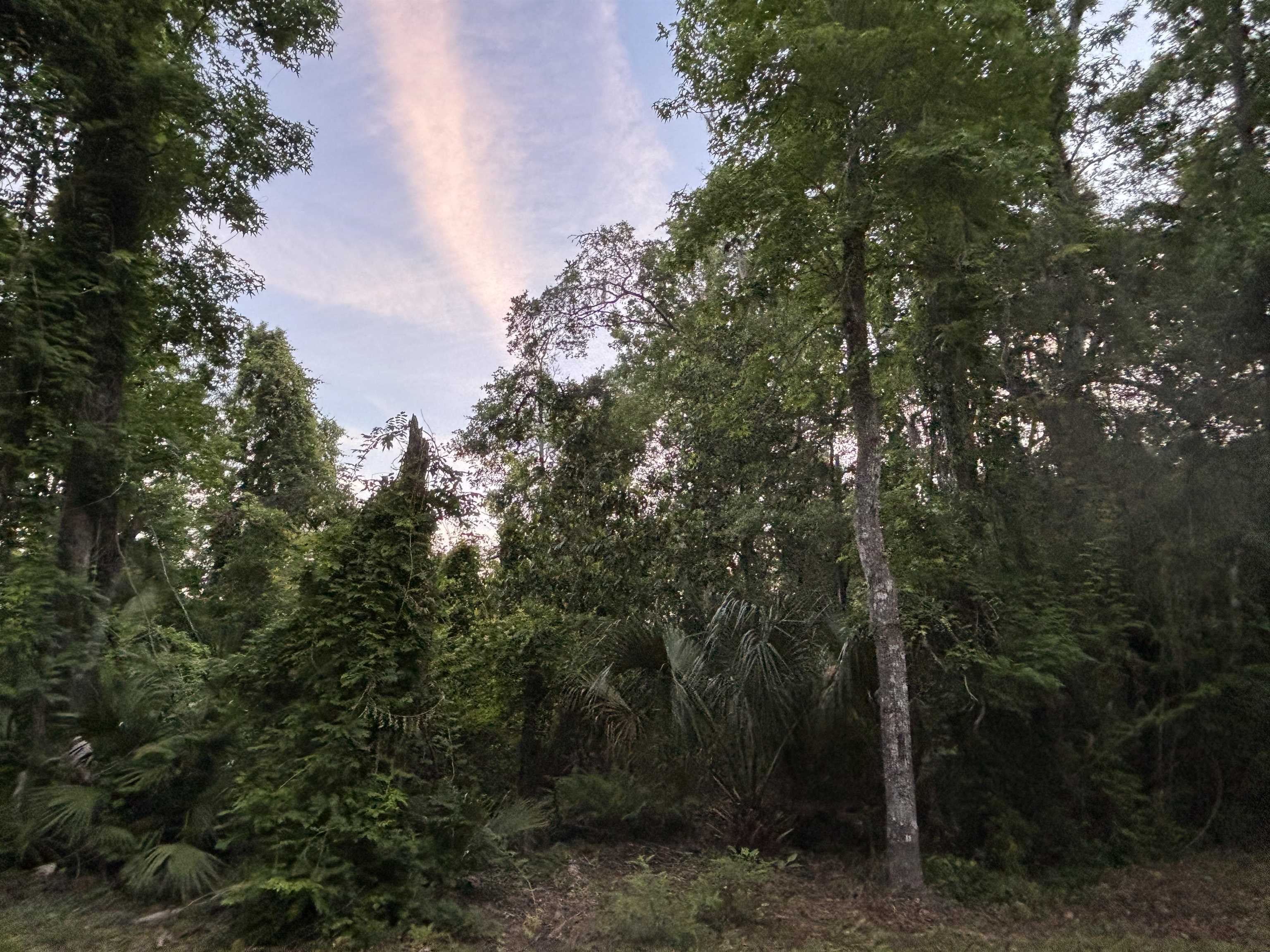 0 Pine Island Road St. Augustine, FL 32095 - Photo 24 of 39 View of local wilderness
