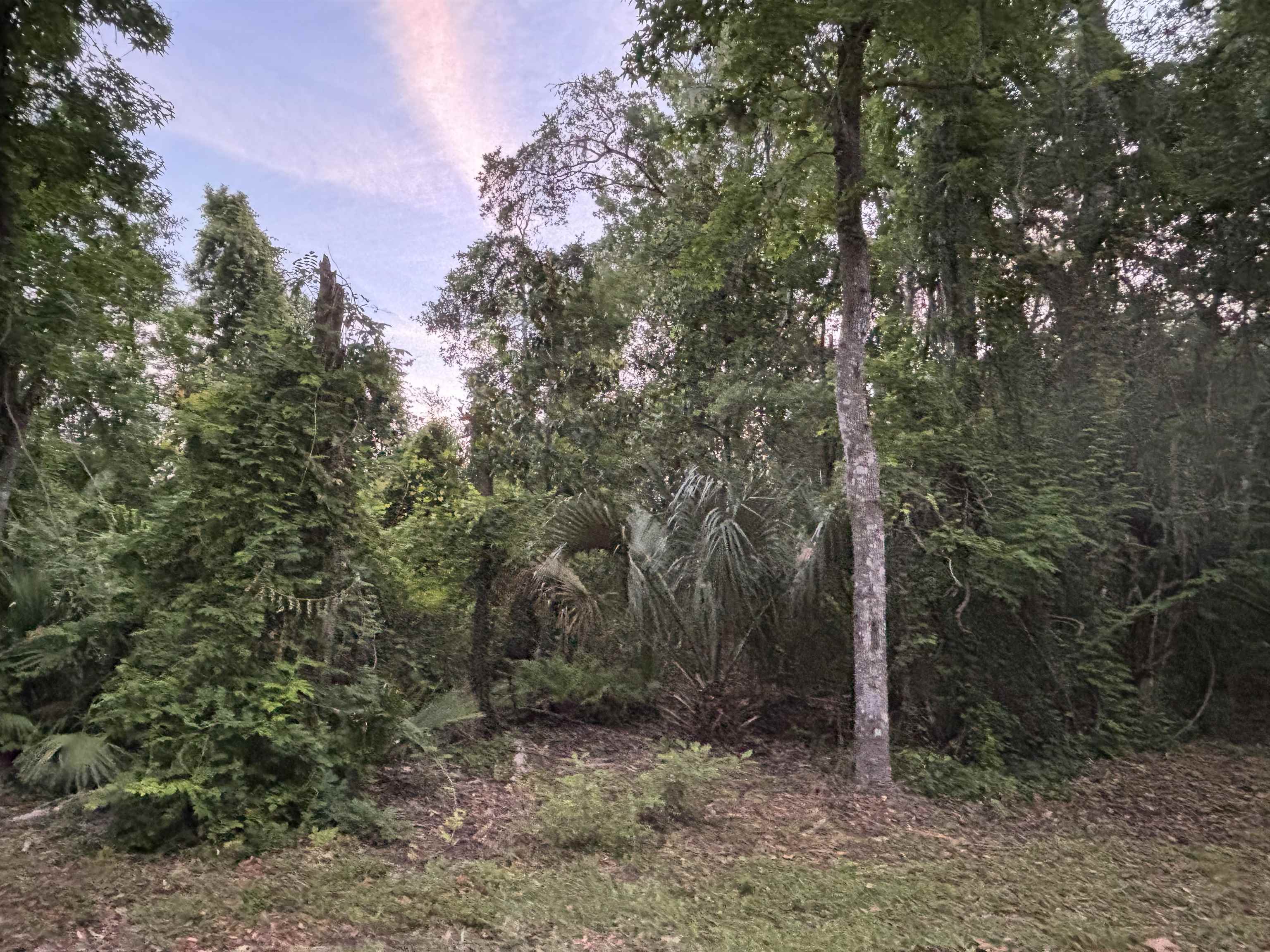 0 Pine Island Road St. Augustine, FL 32095 - Photo 25 of 39 View of undeveloped land