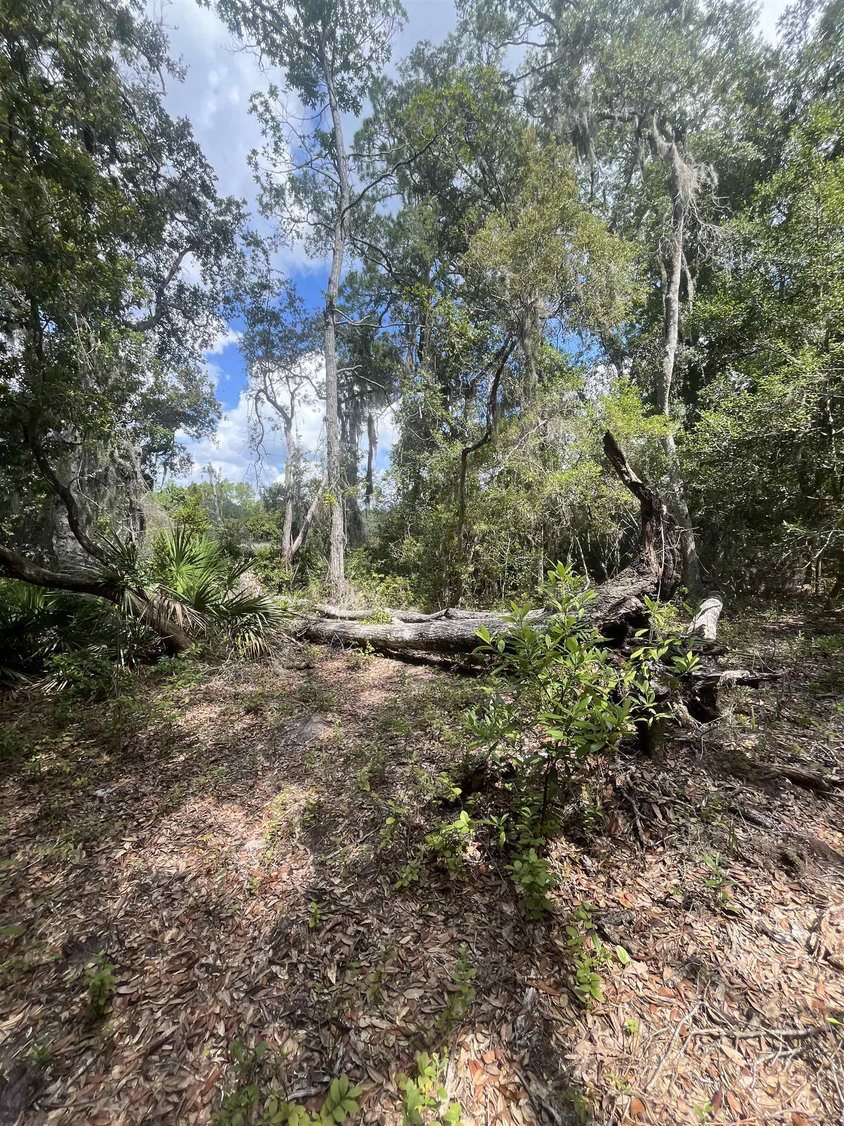 0 Pine Island Road St. Augustine, FL 32095 - Photo 26 of 39 View of local wilderness