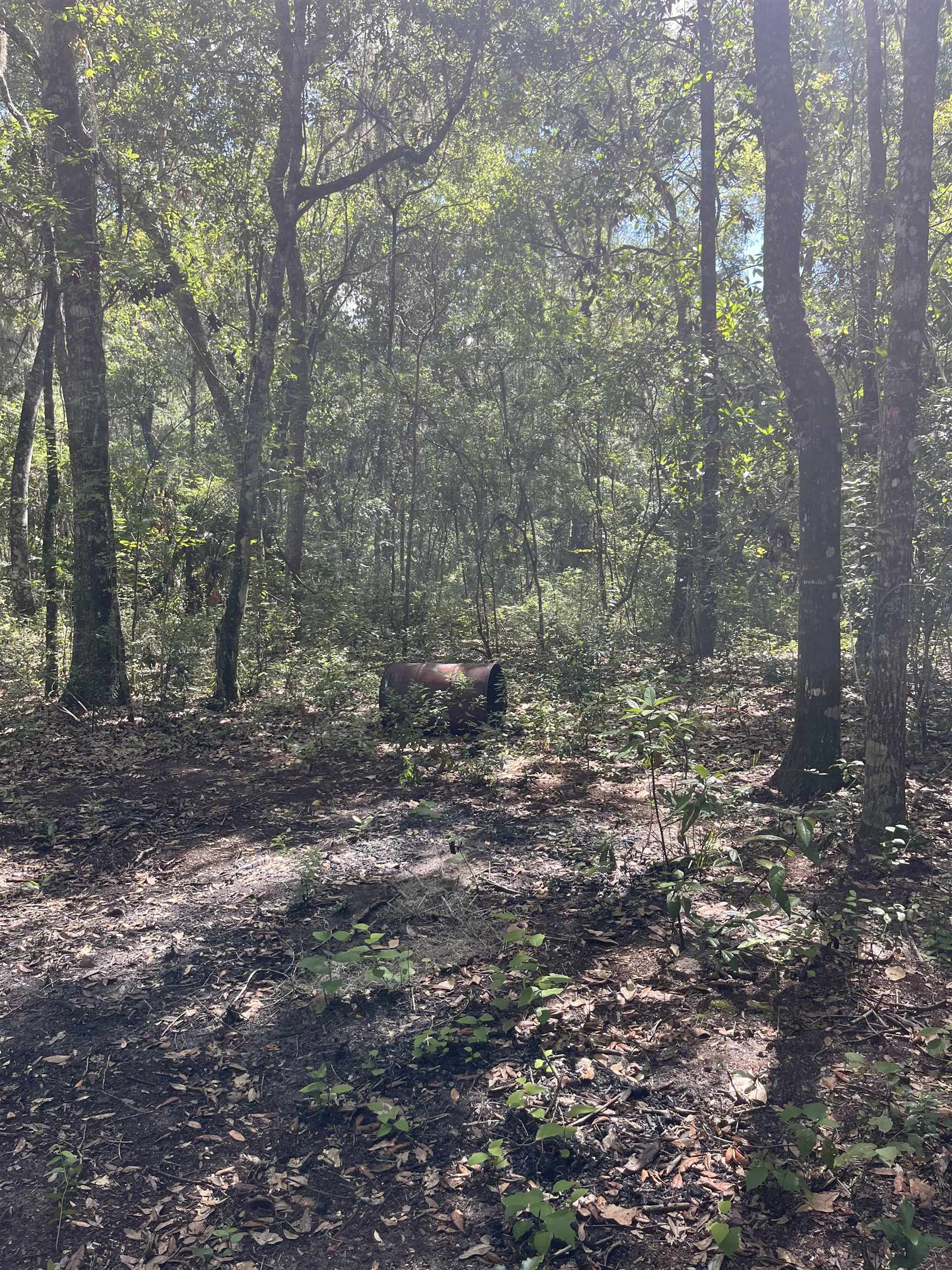 0 Pine Island Road St. Augustine, FL 32095 - Photo 27 of 39 View of woods