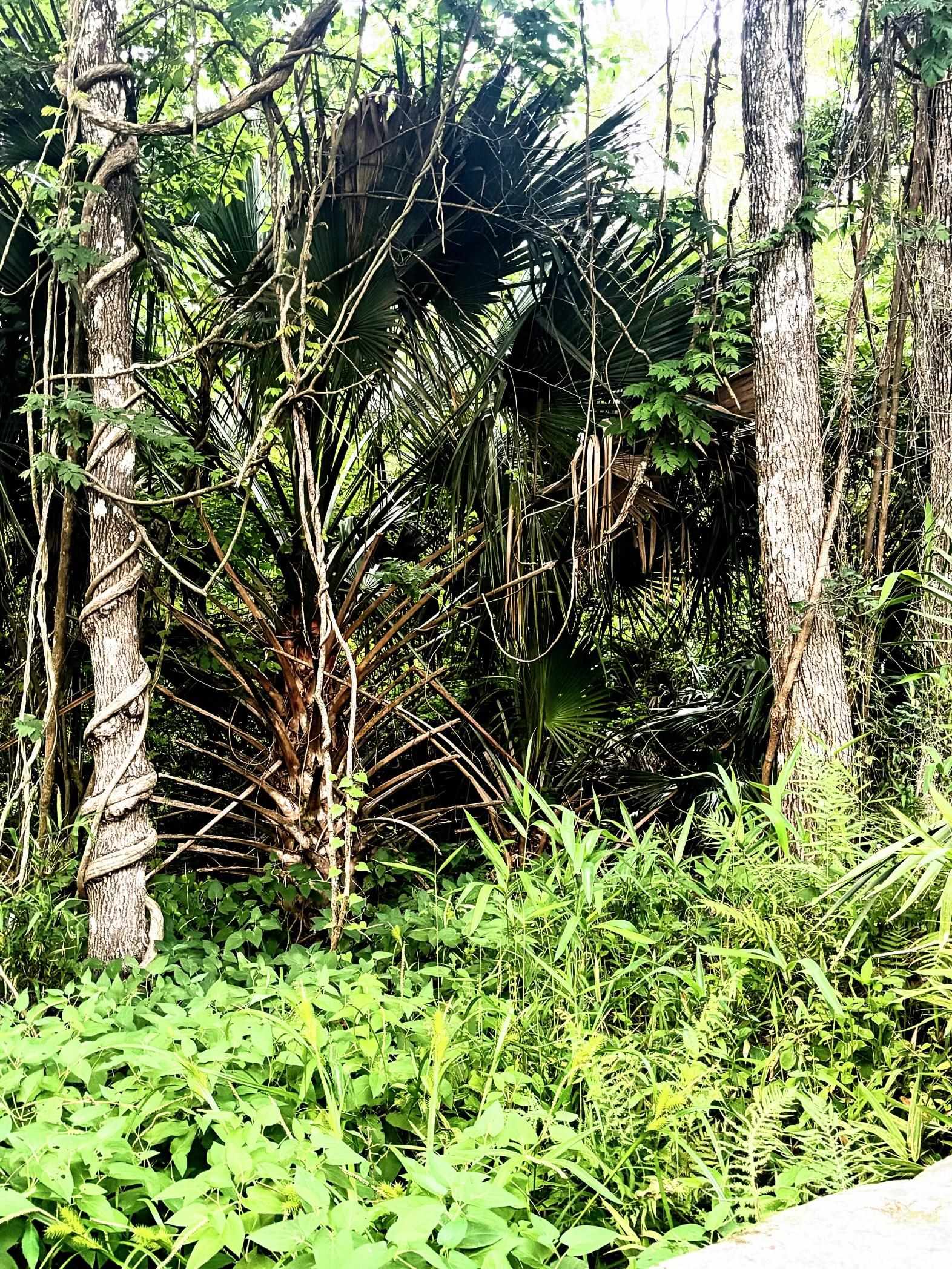 0 Pine Island Road St. Augustine, FL 32095 - Photo 28 of 39 View of local wilderness