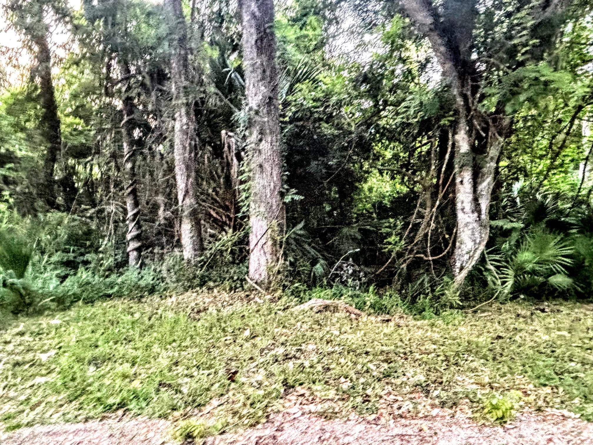 0 Pine Island Road St. Augustine, FL 32095 - Photo 30 of 39 View of undeveloped land