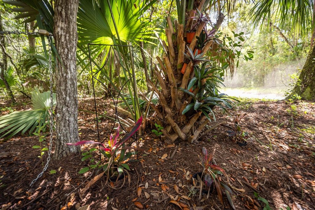 0 Pine Island Road St. Augustine, FL 32095 - Photo 3 of 39 View of nature