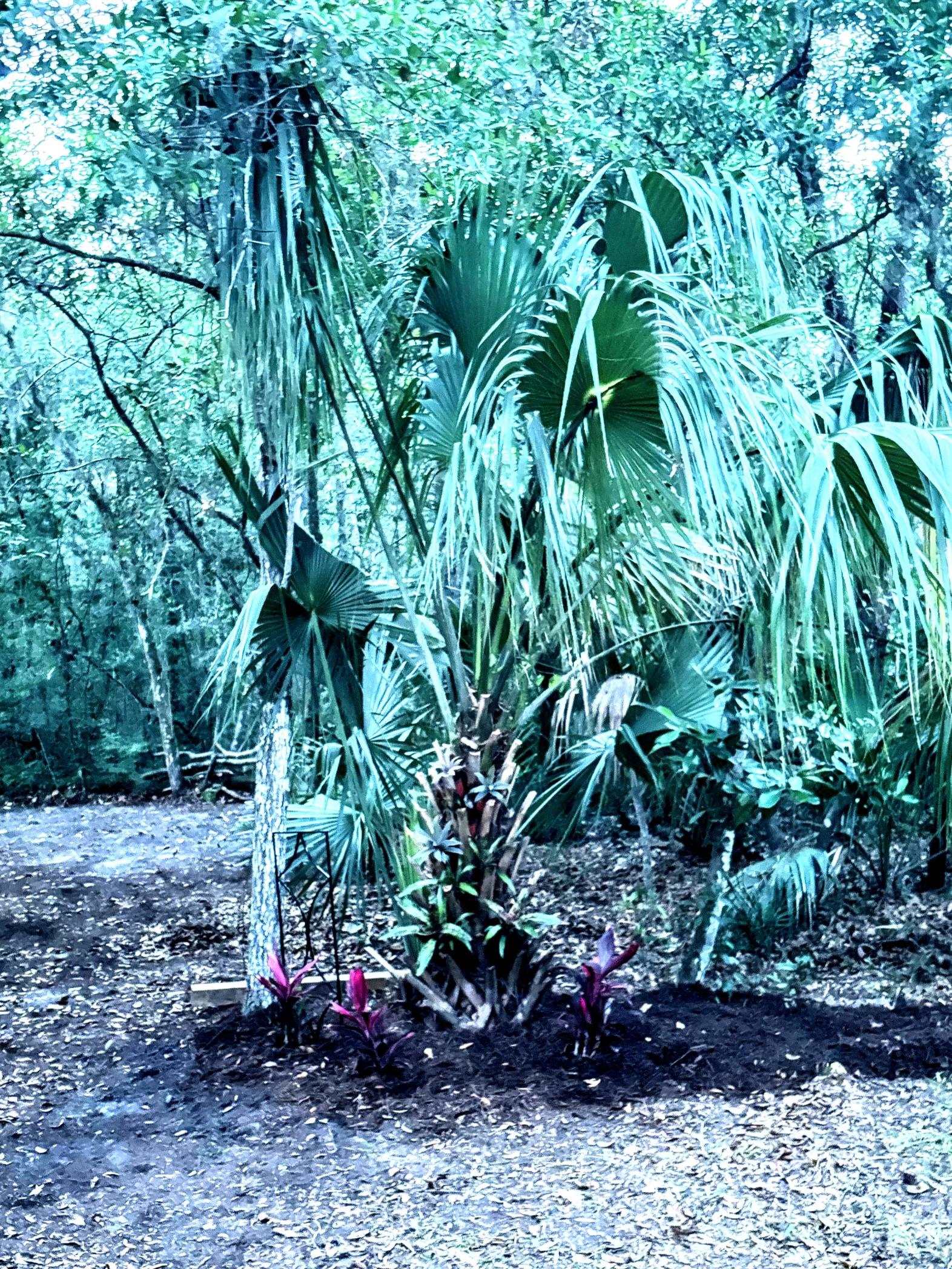 0 Pine Island Road St. Augustine, FL 32095 - Photo 31 of 39 View of yard