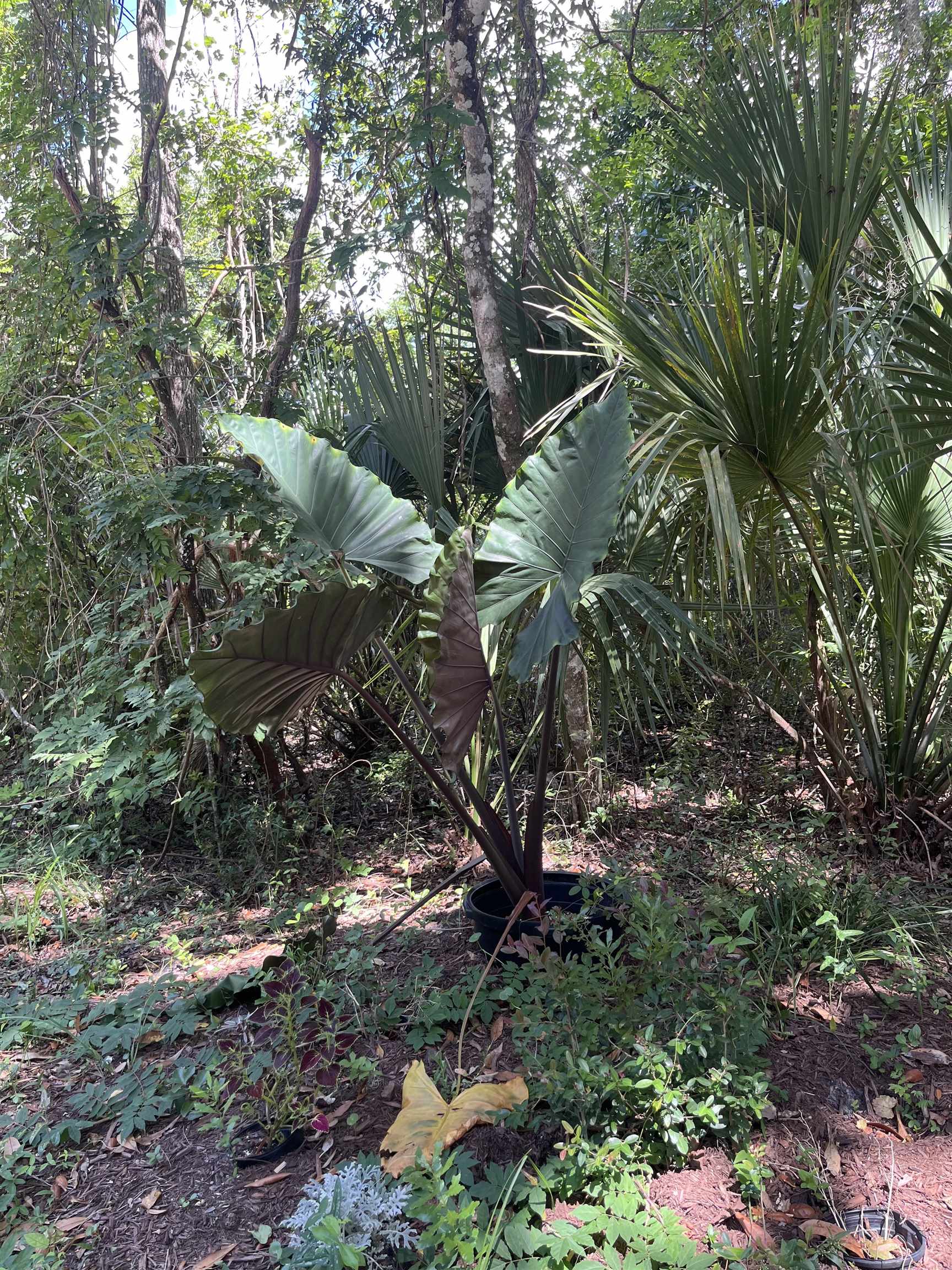 0 Pine Island Road St. Augustine, FL 32095 - Photo 33 of 39 View of local wilderness