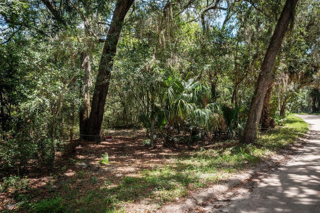 0 Pine Island Road St. Augustine, FL 32095 - Photo 8 of 39 View of tree filled area