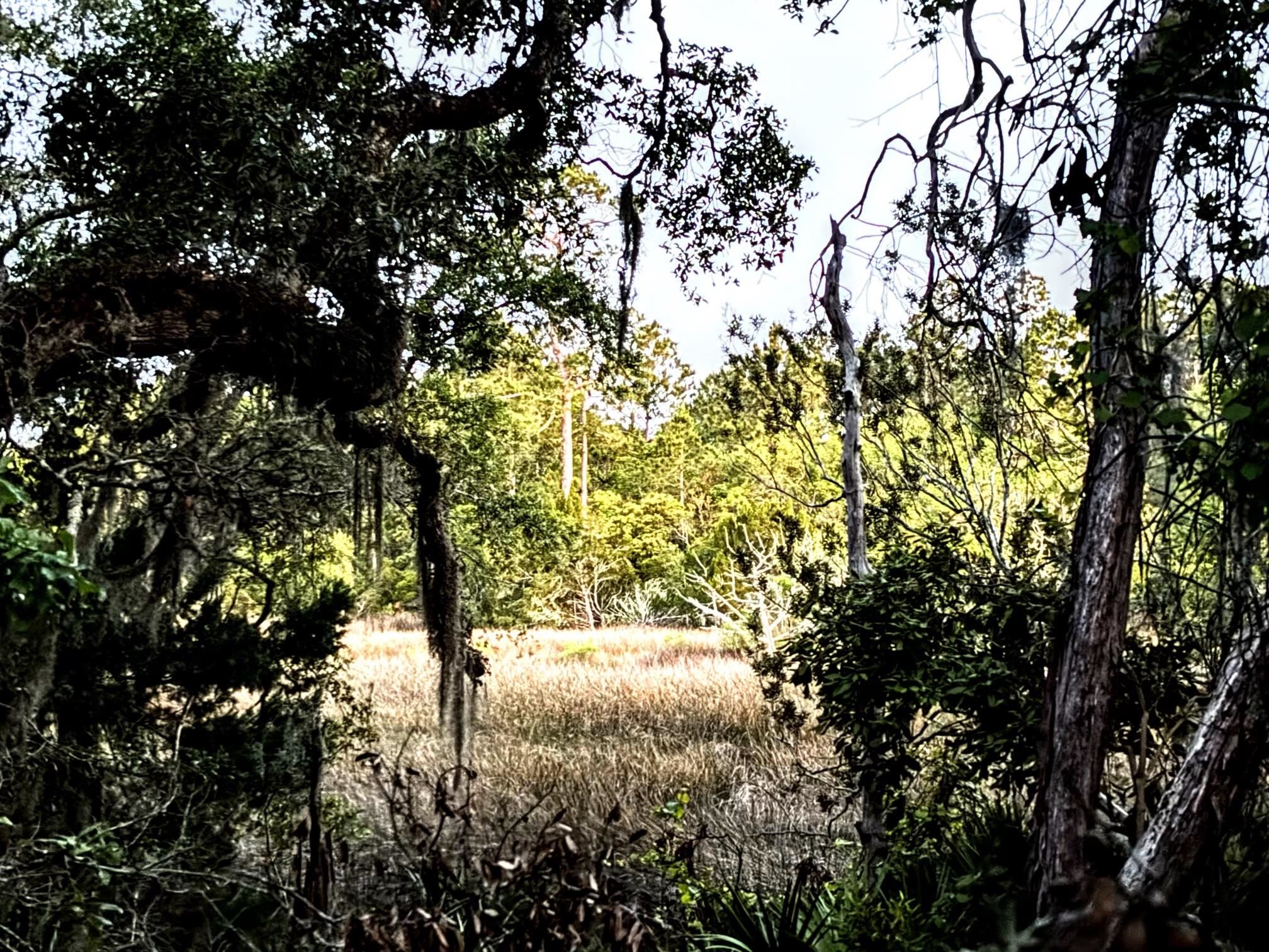 0 Pine Island Road St. Augustine, FL 32095 - Photo 10 of 39 View of local wilderness