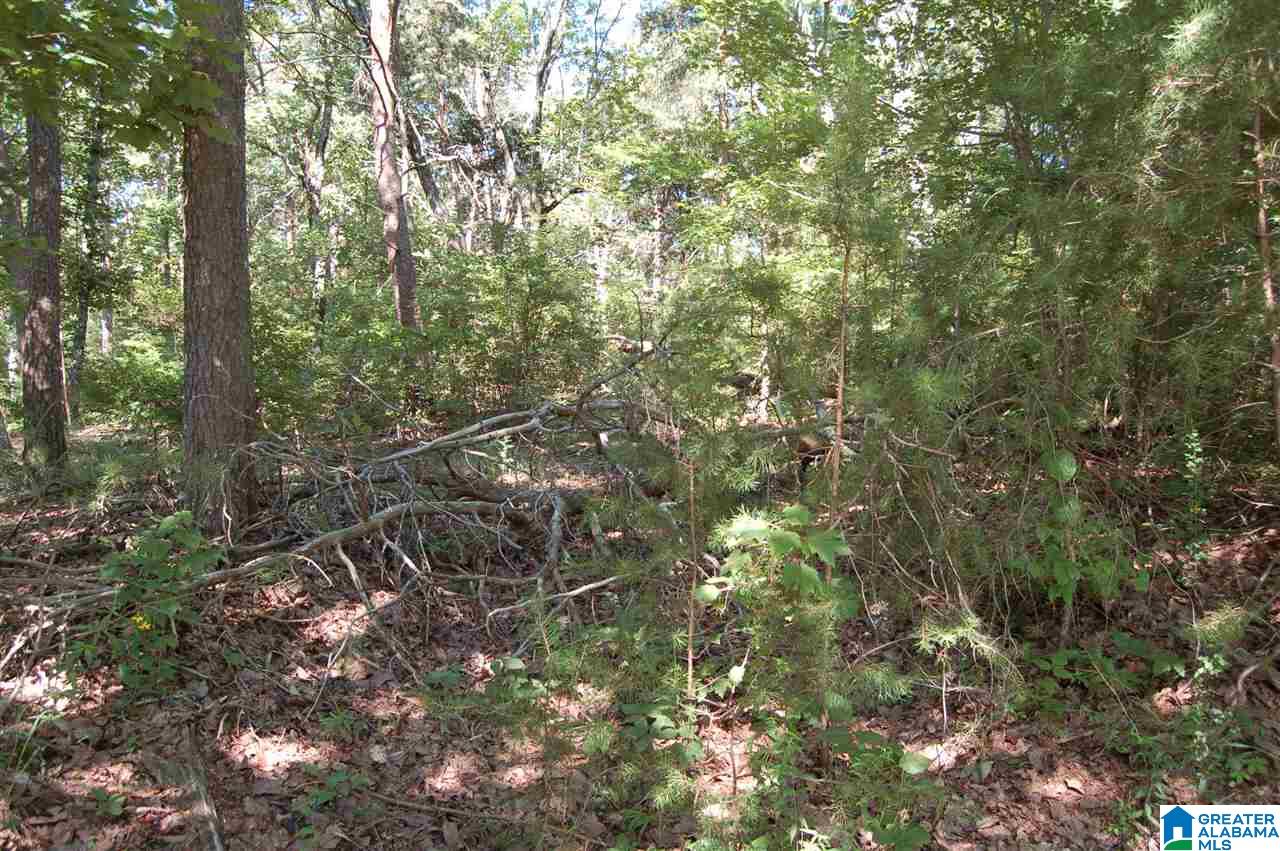 49-acres Chandler Mountain Road, Unit 1 Steele, AL 35987 - Photo 16 of 23