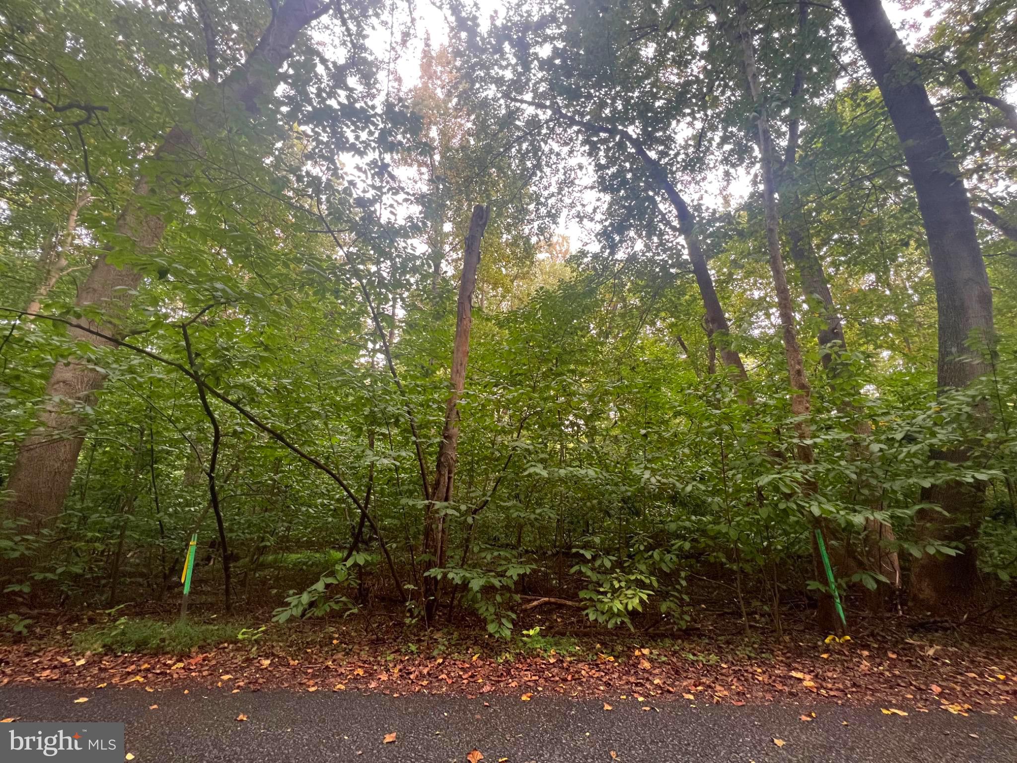Lot 4 Steamboat Run Road Shepherdstown, WV 25443 - Photo 24 of 29 a view of a forest with trees in the background