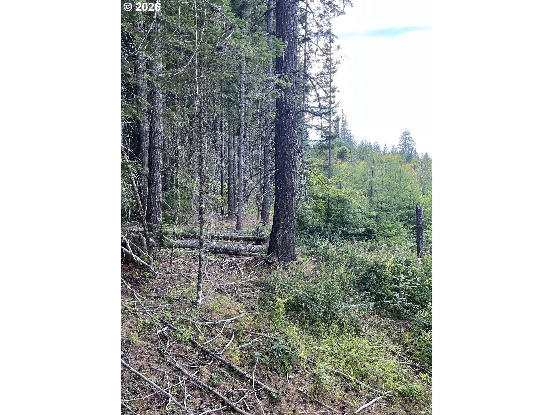 0 Winchester Road Appleton, WA 98602 - Photo 10 of 13 Gallery Image 10