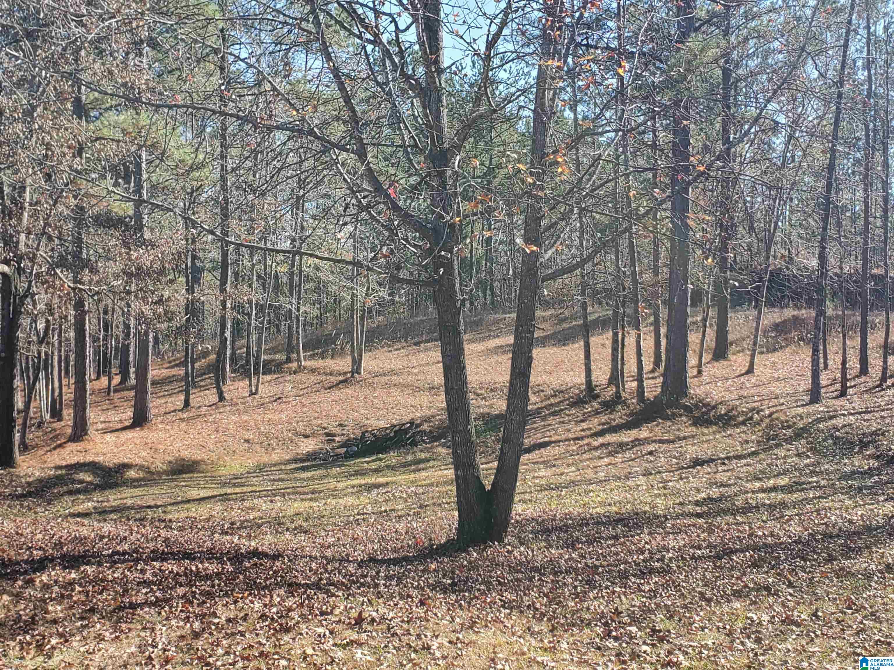 262 County Road 57 Verbena, AL 36091 - Photo 10 of 44